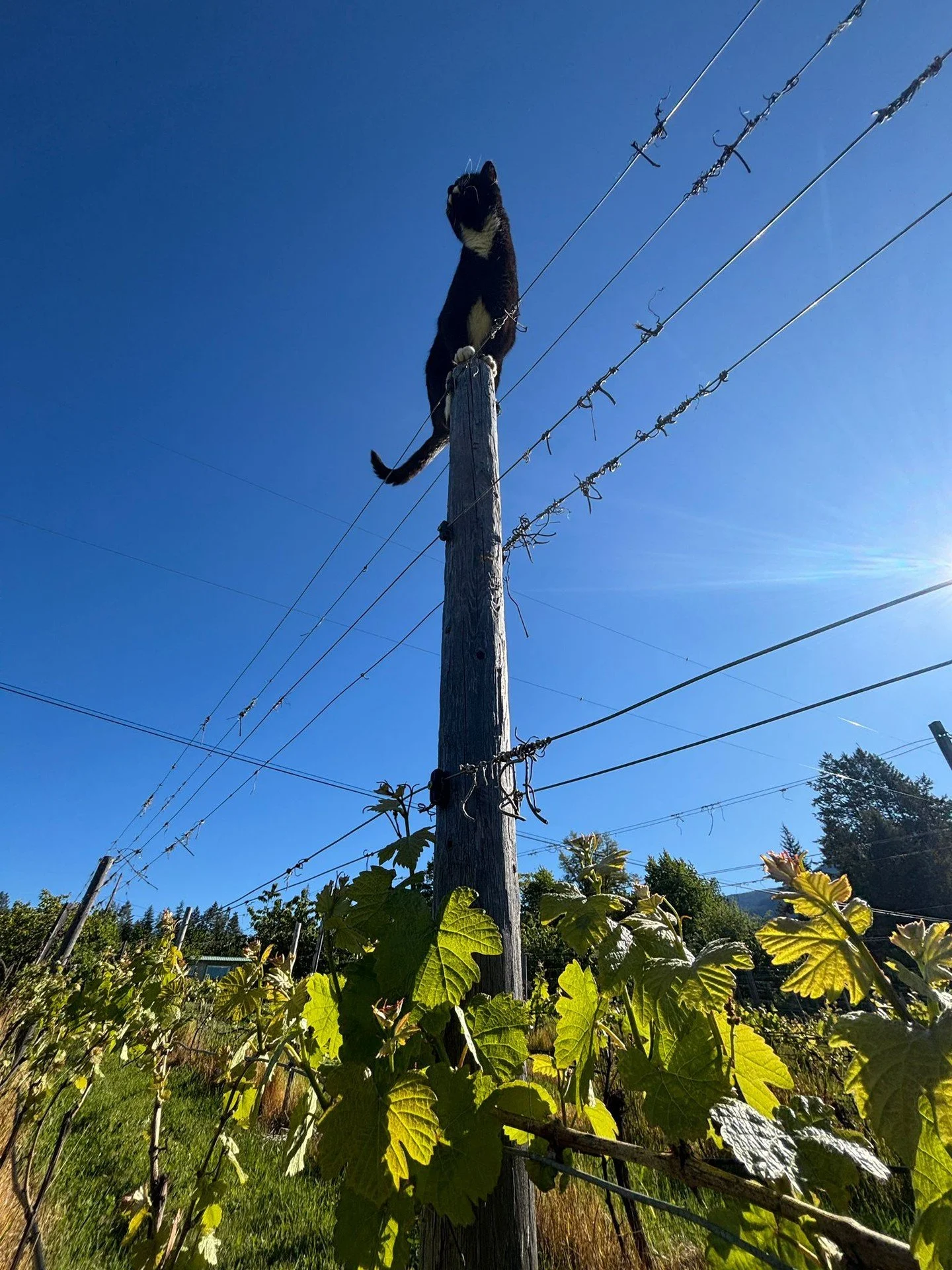 Every winery needs a vineyard manager, but we're pretty sure every vineyard also needs a cat. 

Thanks for keeping watch, Rylee! 

#redbirdwine #crestonbc #vineyardlife #BCwine