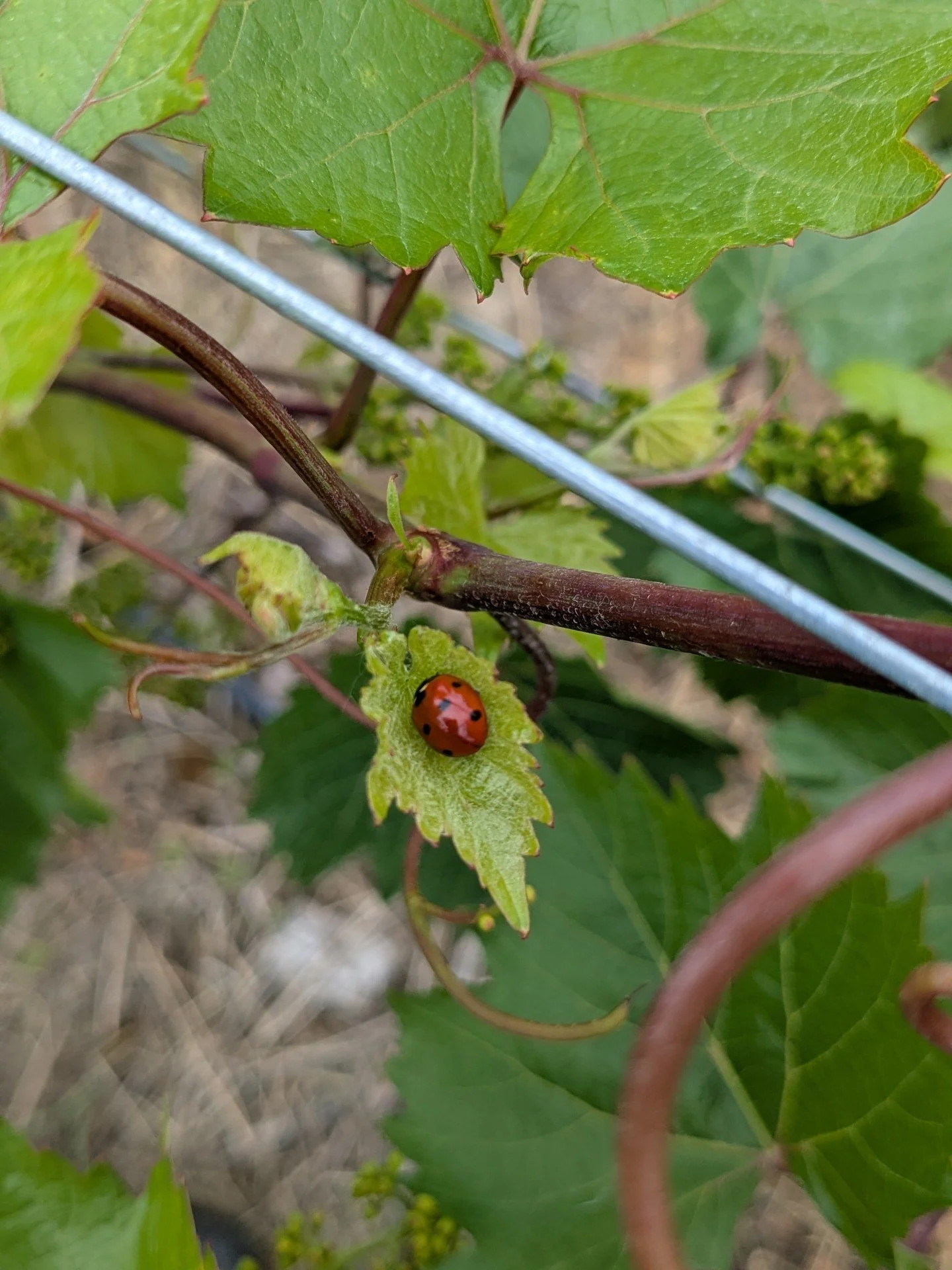 Just look at that growth! Our Marquette vineyard is taking off this season, and we're thrilled with how quickly the vines are developing.

This year is especially exciting because we're expecting our first meaningful crop from these young vines. Whil