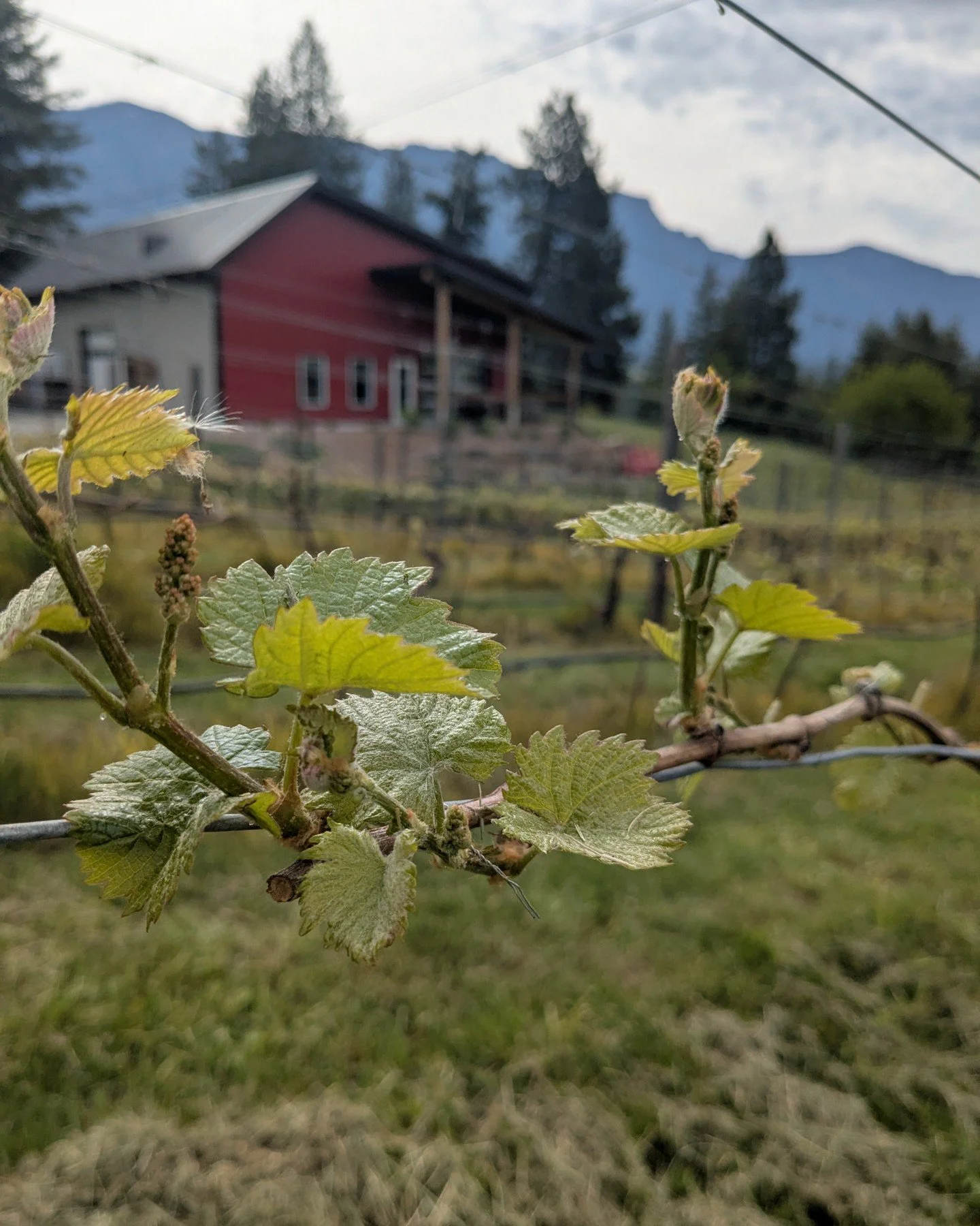 We&rsquo;re pretty excited to see how the vines are taking off so far this season. Healthy growth, fresh green leaves, and lots of promise ahead. Every week brings a little more life to the rows, and it&rsquo;s always rewarding to watch it all unfold