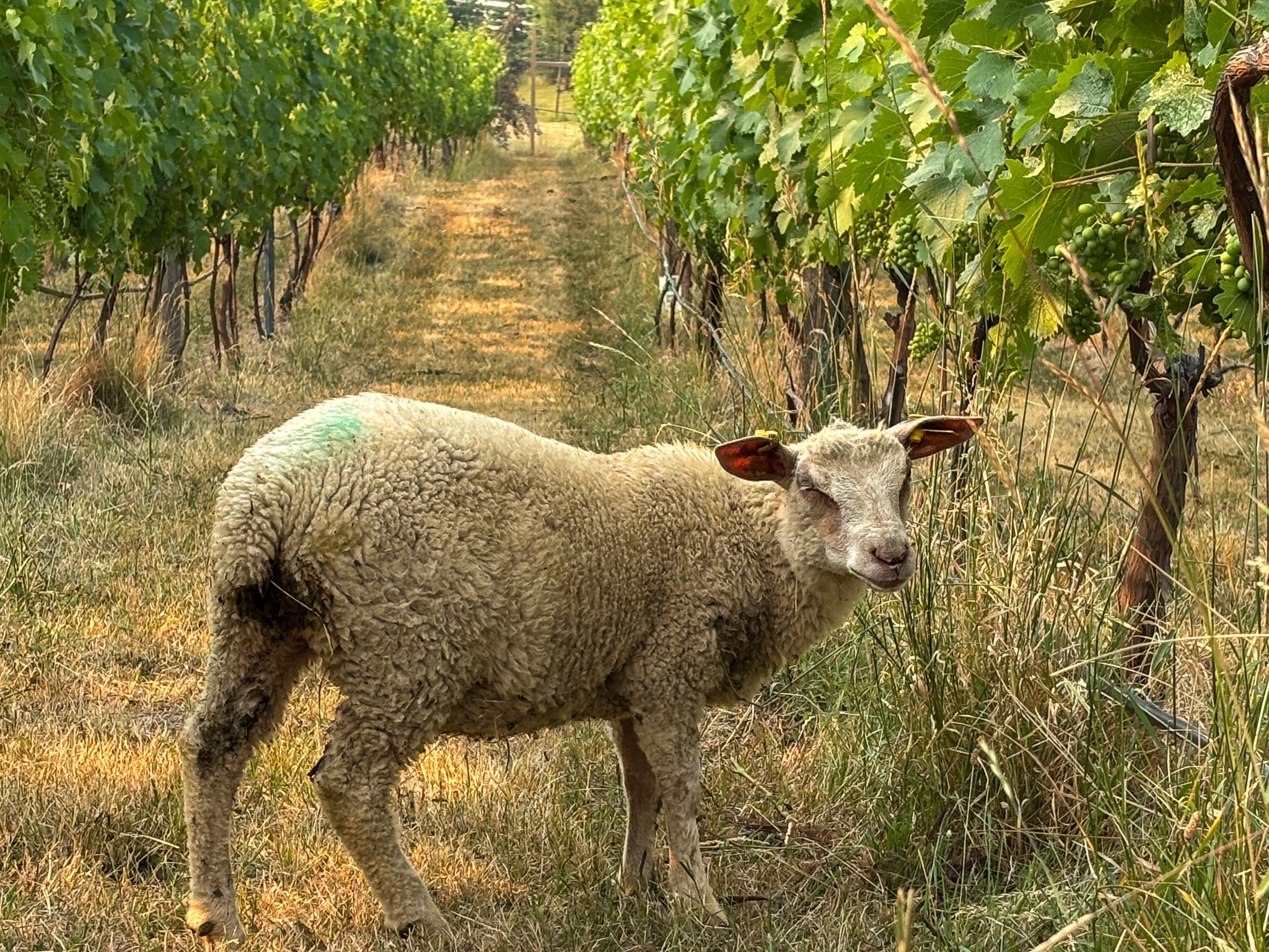 Our vineyard crew is back! 🐑