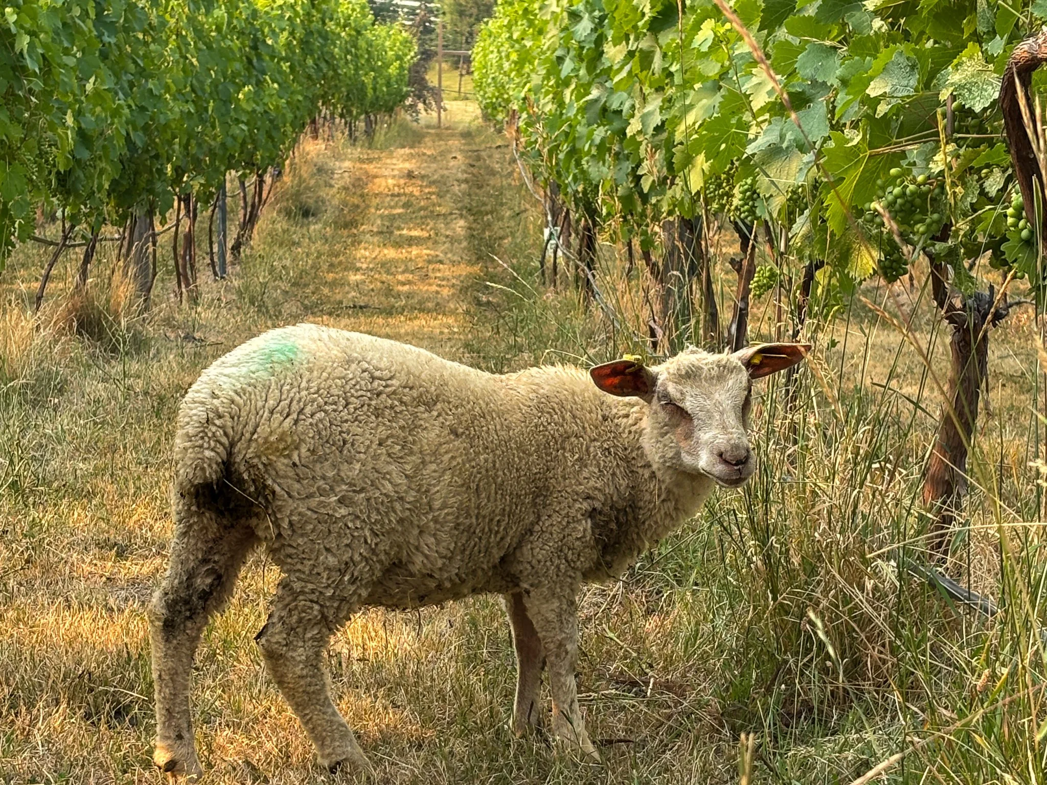 Sheep in front vines looking at camera