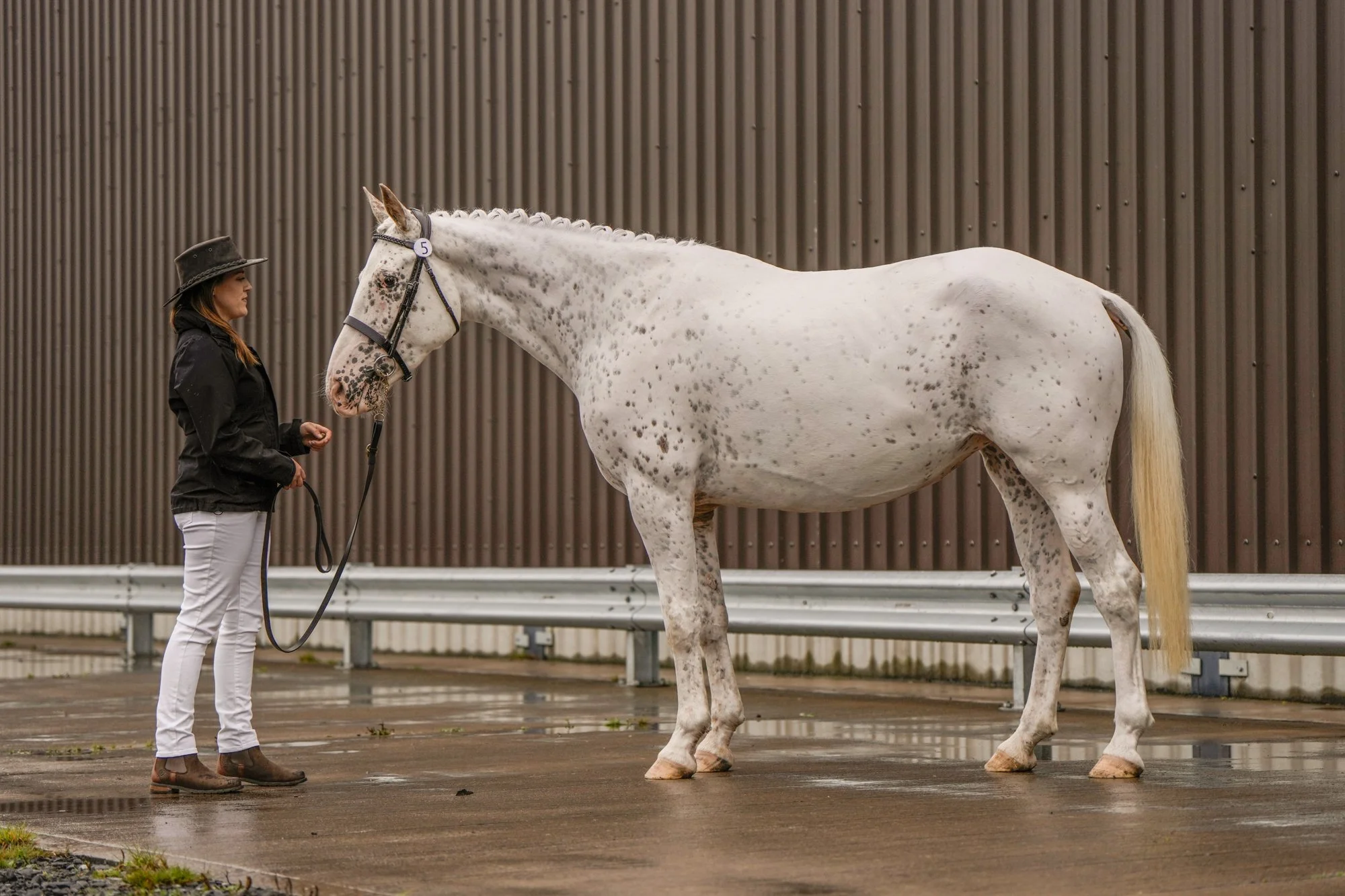 A woman in black jacket and gray pants standing next to a knabstrupper mare, holding its lead on a wet pavement outside a building with a brown corrugated wall.