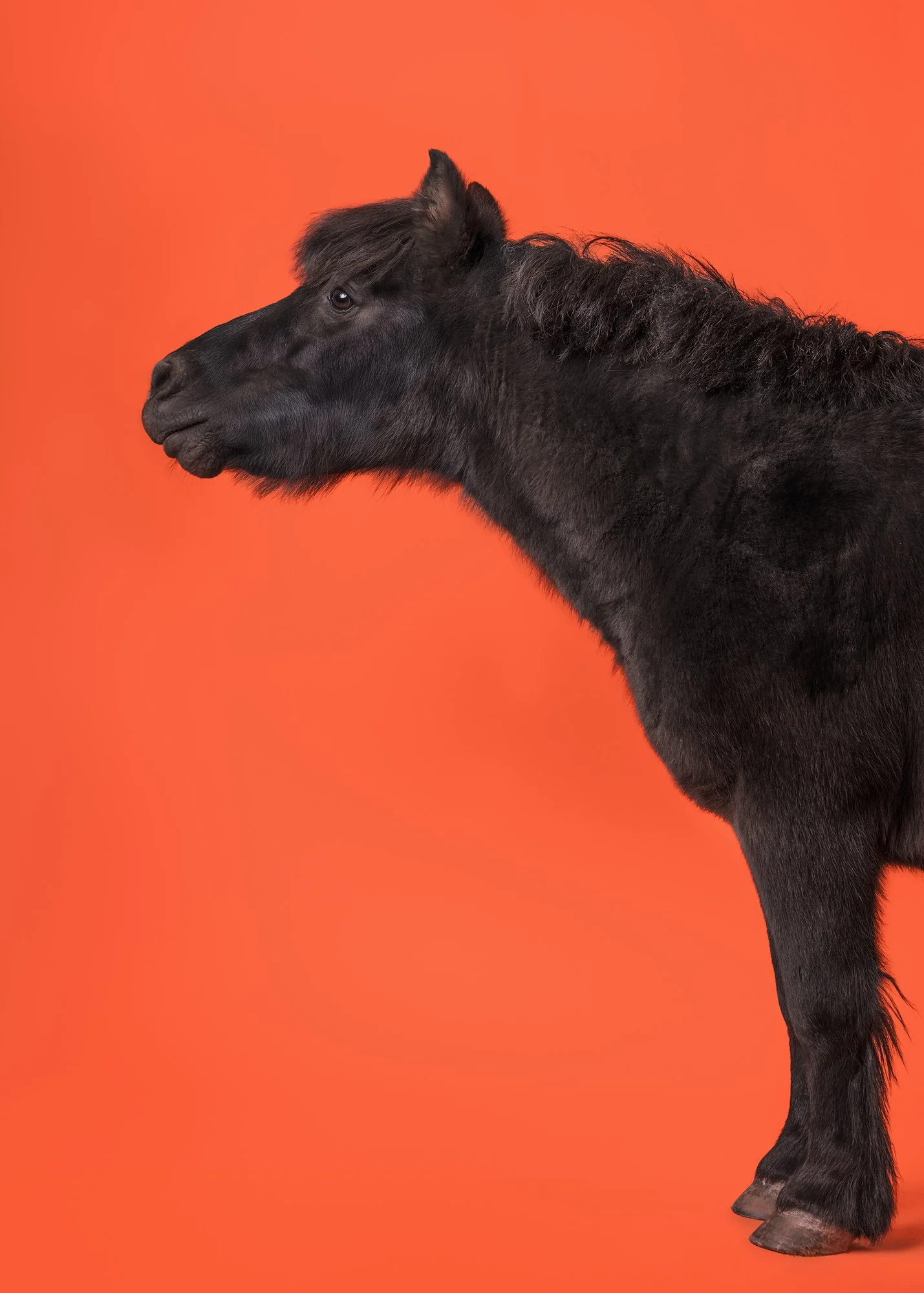 Side profile of a black pony standing against an orange background.