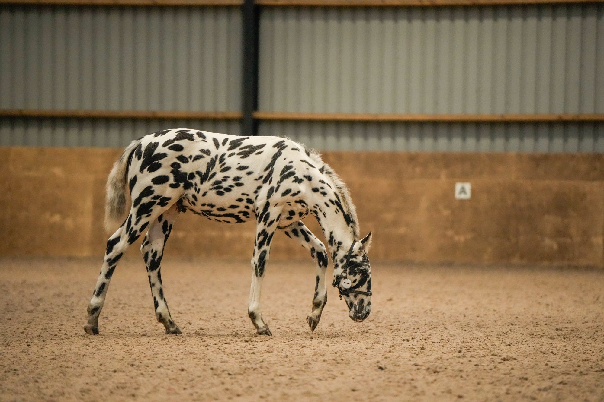 A knabstrupper foal walking inside an indoor arena with a sandy floor.
