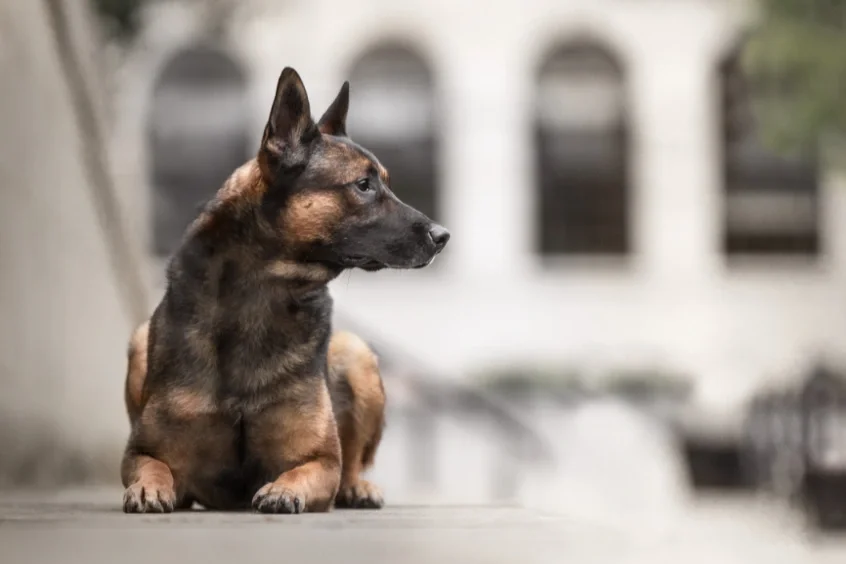 A dog with the body of a corgi and the head of a German shepherd sitting on a sidewalk with a blurred building in the background.