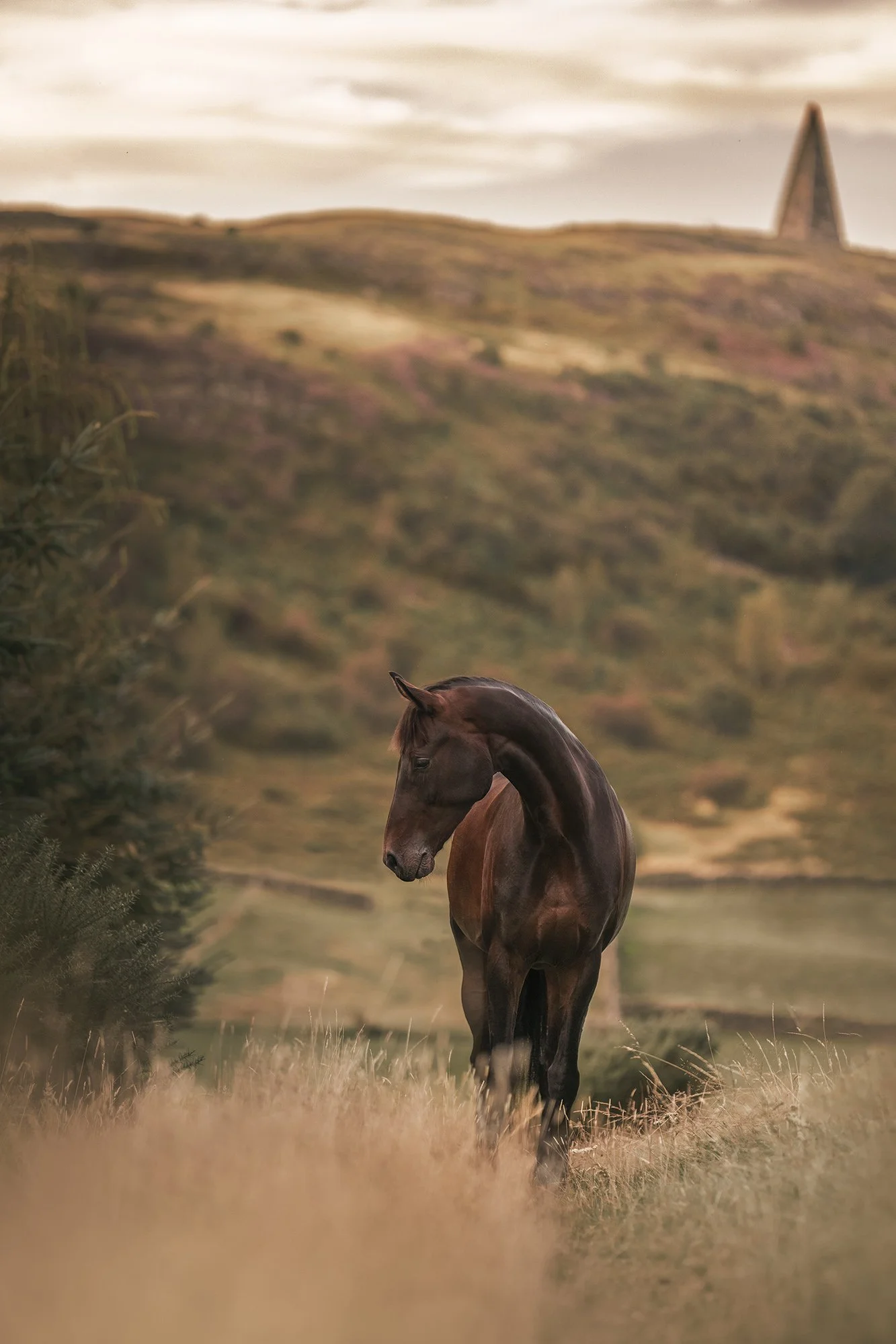 A brown horse walking through a grassy field with hills and a tower in the background.