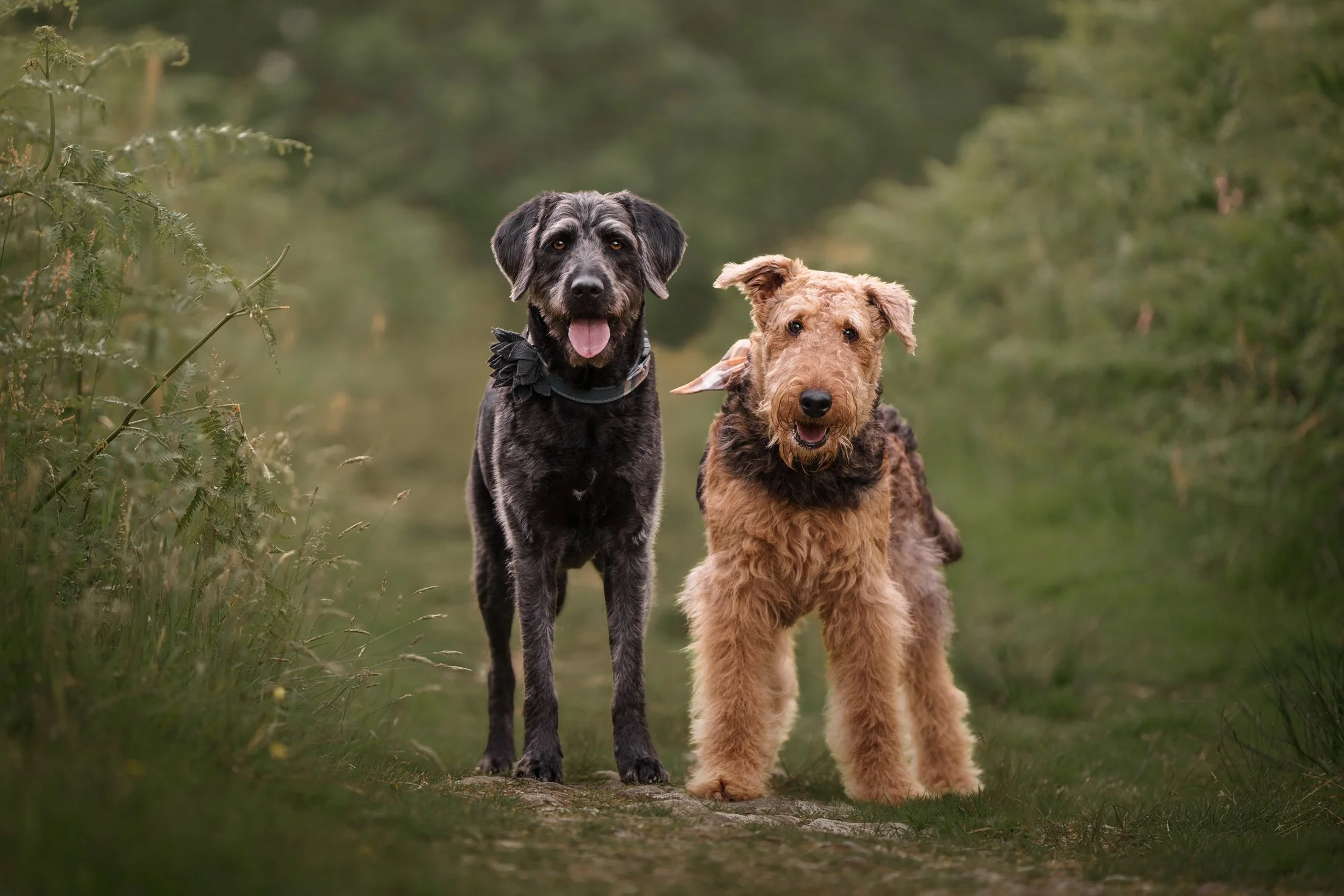 Two dogs, one black with a scruffy coat and the other brown and curly-haired, walking on a natural trail surrounded by green foliage.