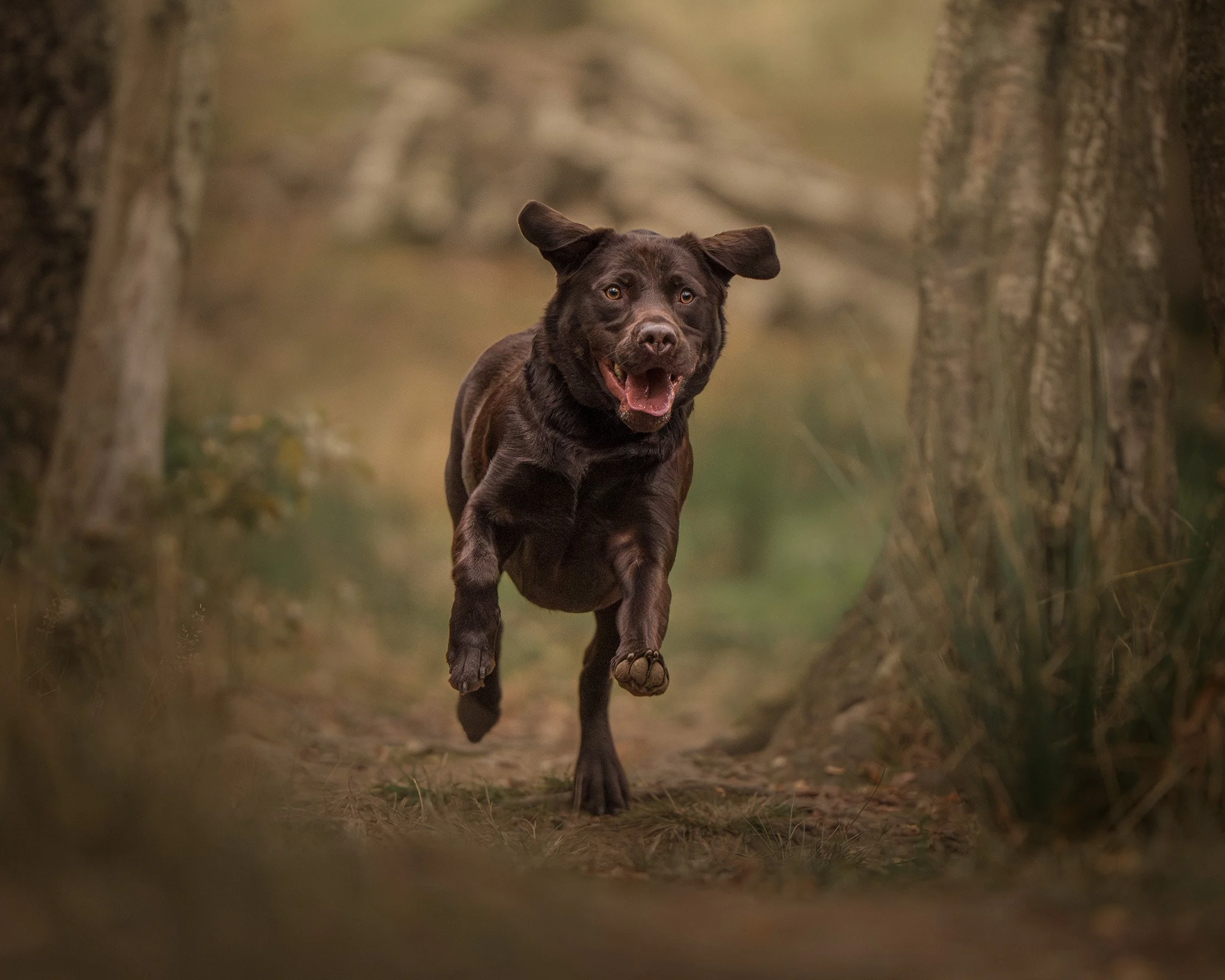 A chocolate labrador photographed in action running toward the camera in a woodland.