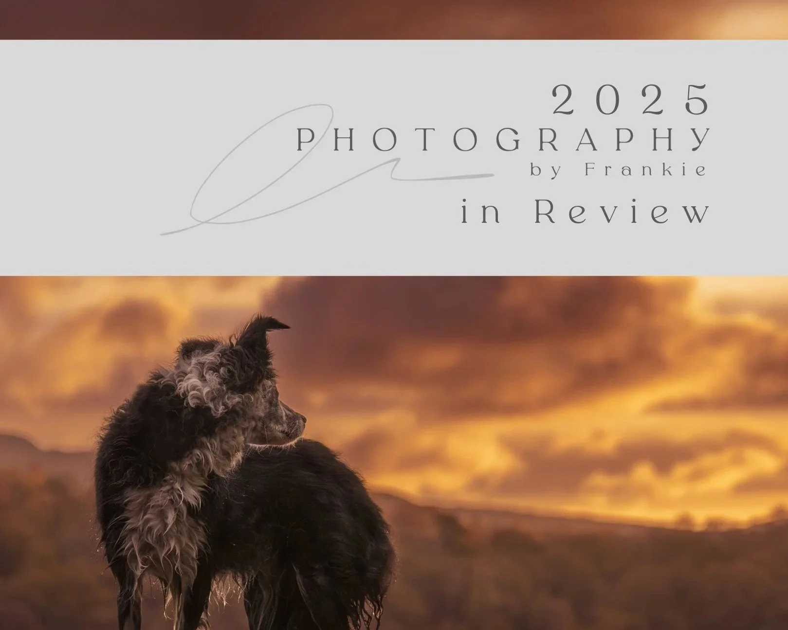 My 2025 in Photography: 295+ Dogs, Endless Lessons, and What Actually Mattered