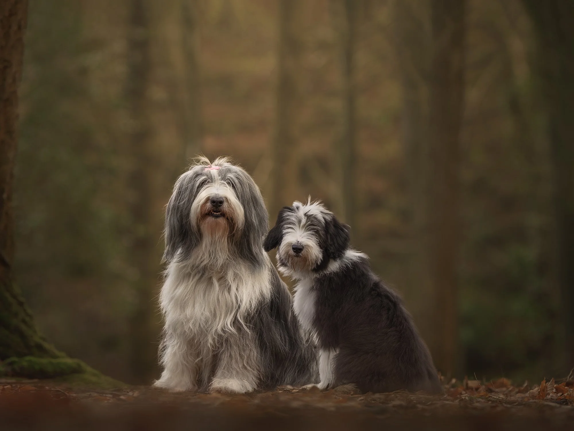Why Winter Is the Unsung Hero for Pet Photography (Yes, even in Cumbria)