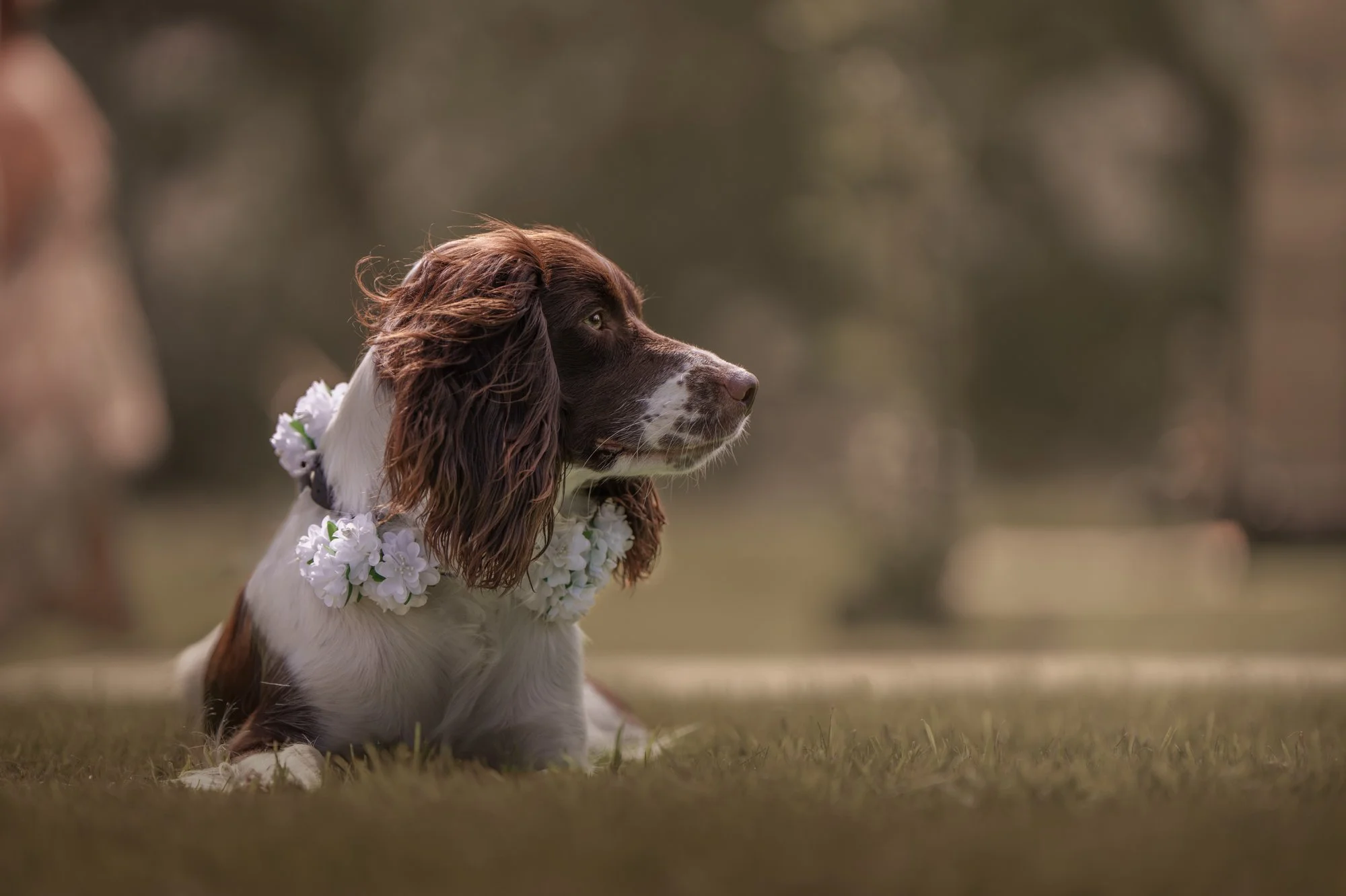 A dog with long, brown ears wearing a white flower garland, sitting on grass in an outdoor setting with a blurred background.