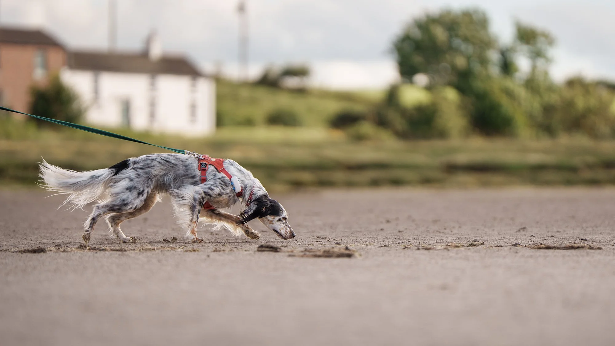 Mantrailing and Scentwork in Cumbria: Wholesome Things to Do With Your Dog