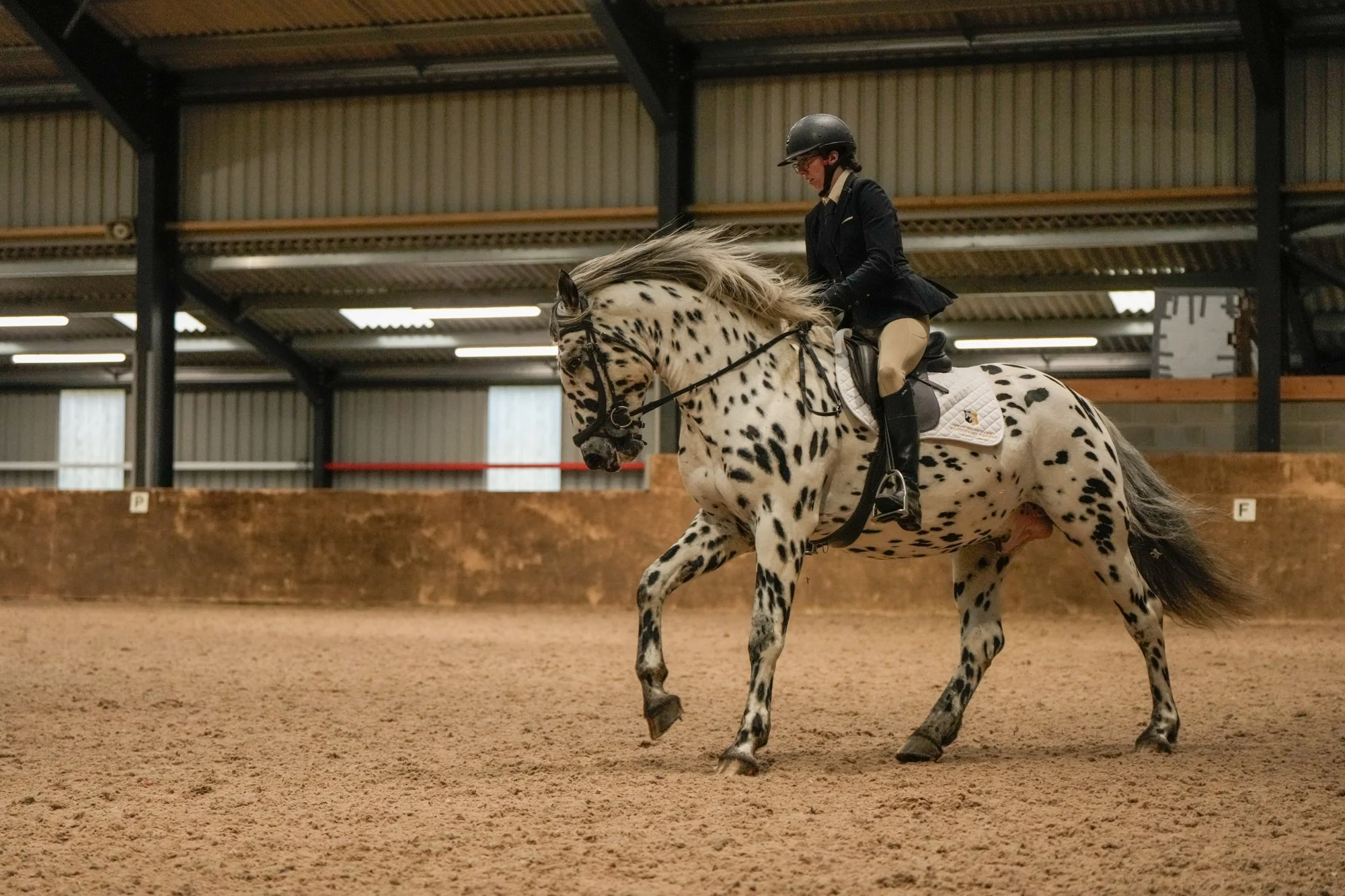 A rider in formal riding attire, including a helmet, is riding a knabstrupper stallion inside an indoor riding arena with a dirt floor.