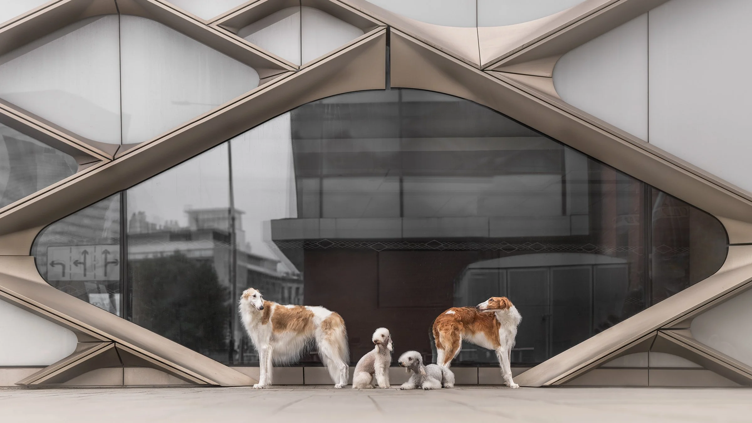 Two adult Borzoi dogs and two bedlington terriers stand in front of a modern building with large glass windows and decorative architectural panels.