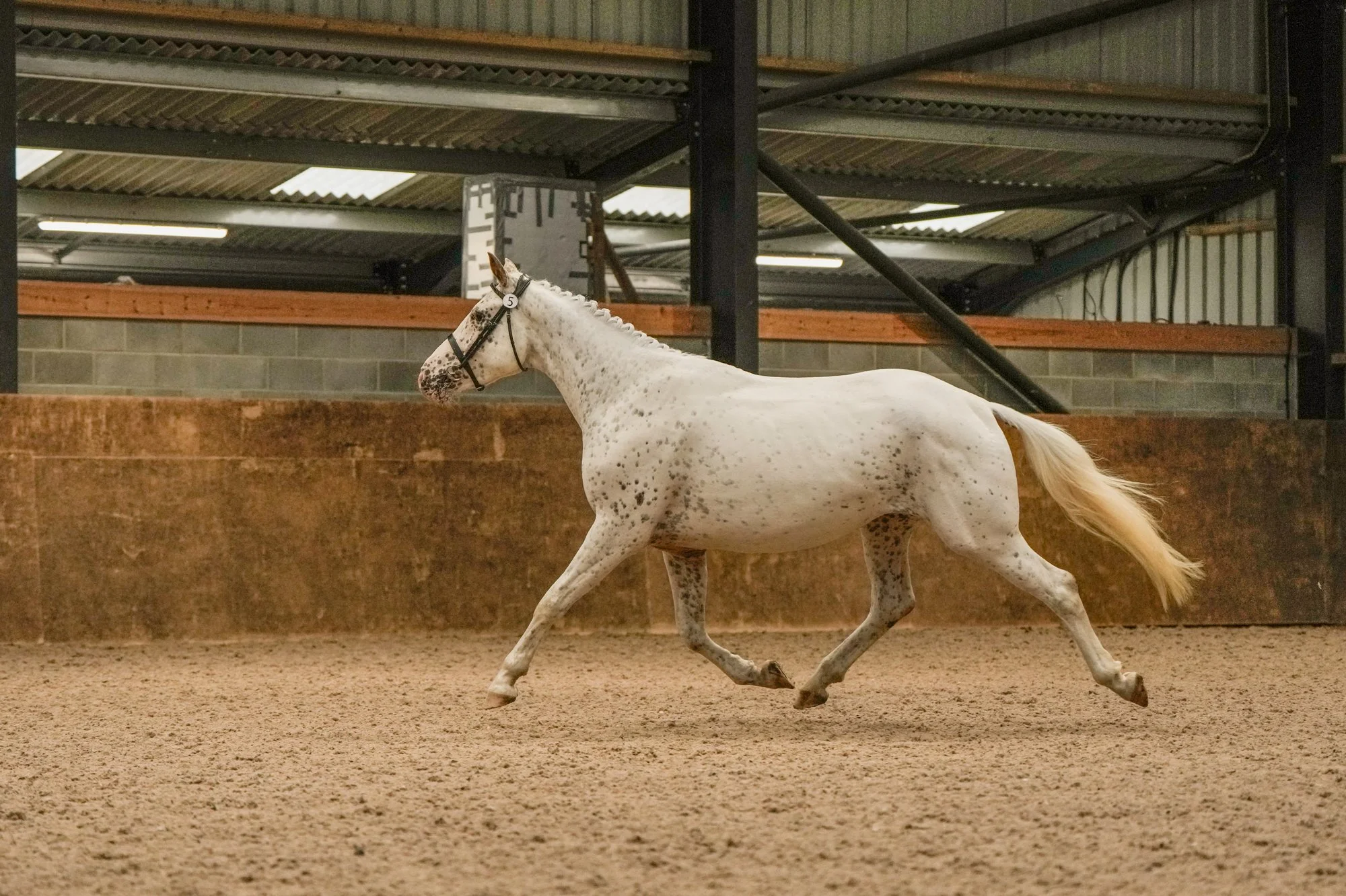 A knabstrupper mare running inside an indoor riding arena.