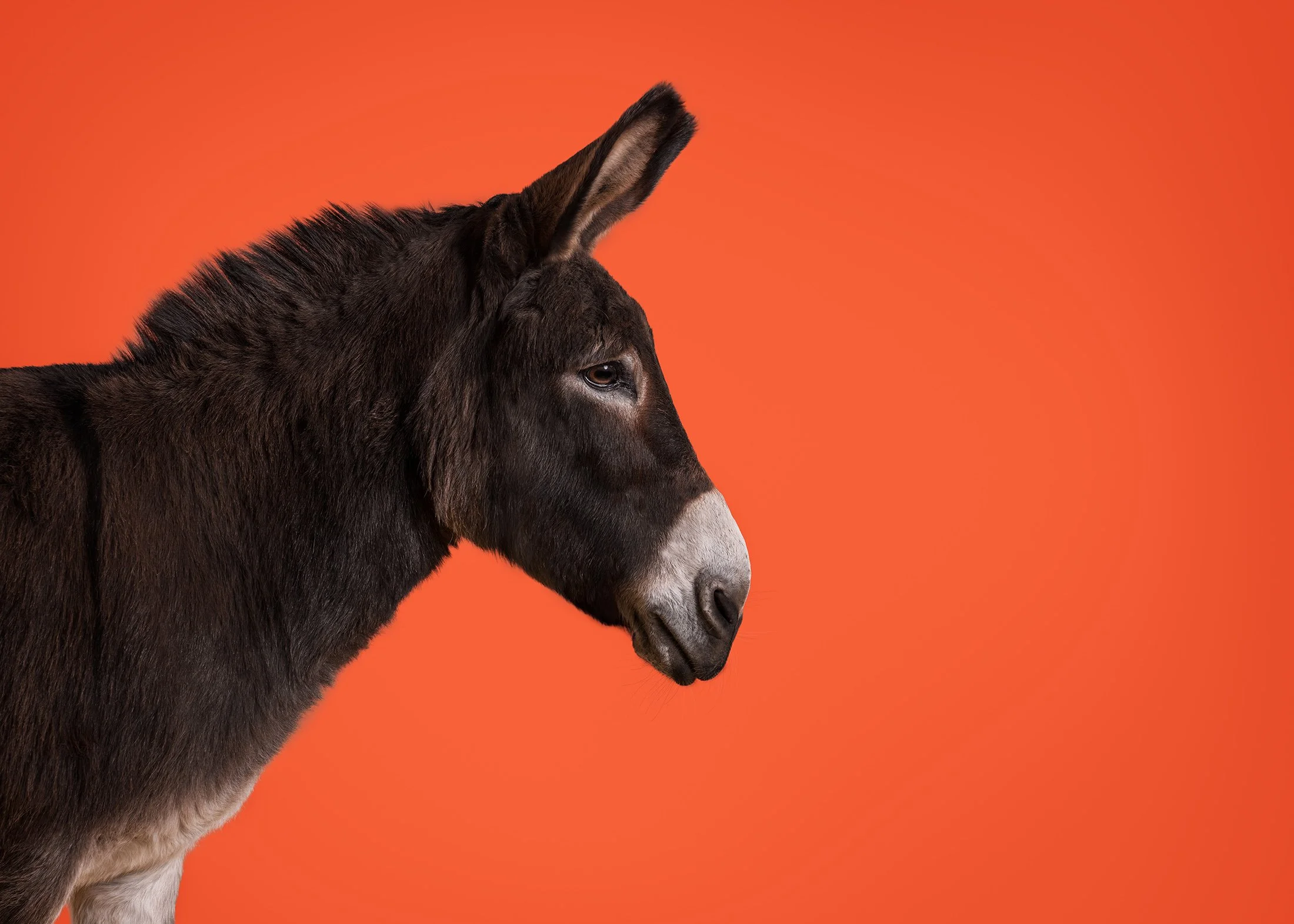 Side profile of a donkey with a plain orange background.