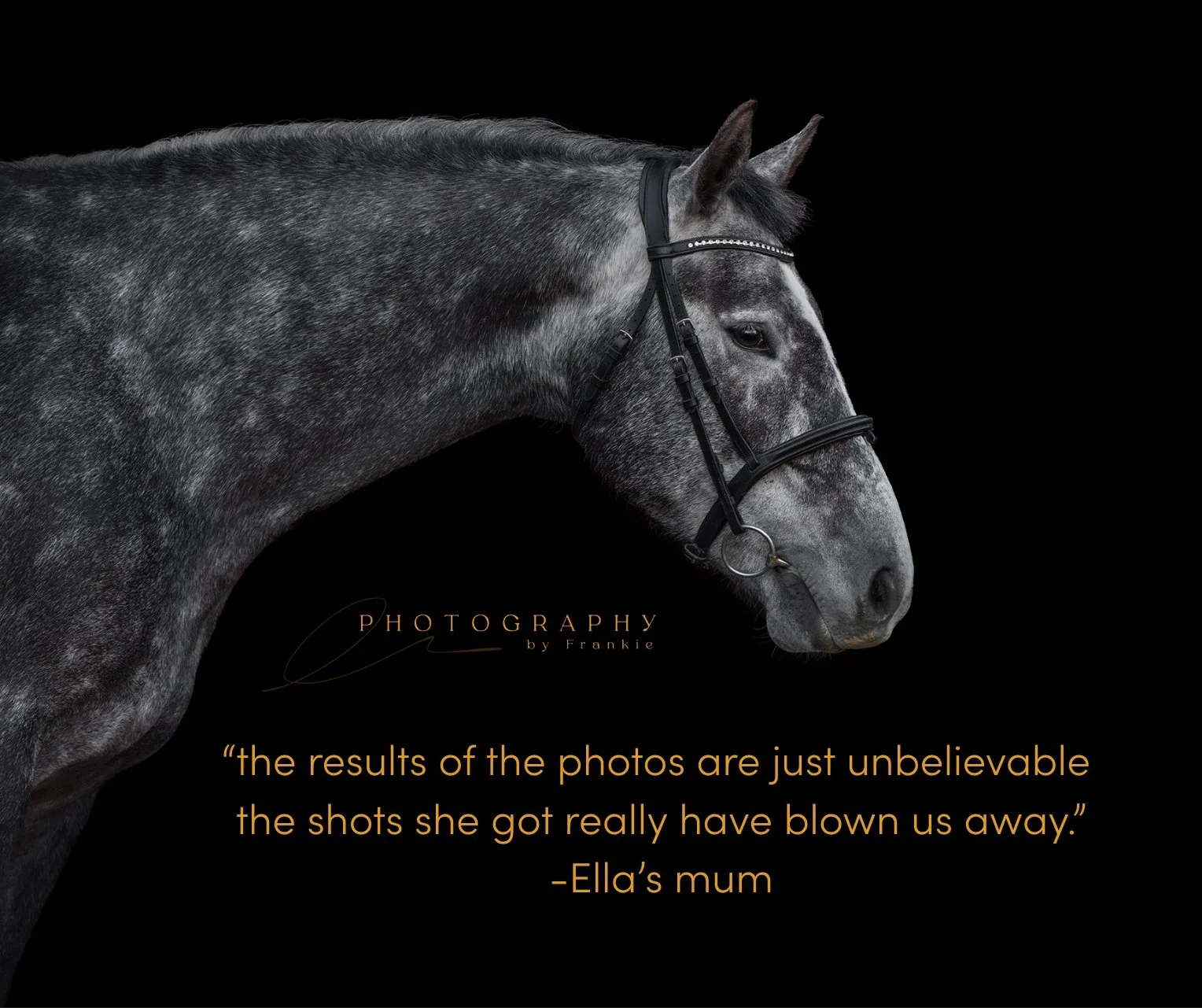 Irish Draught Horse photographed on a black background by Frankie Adamson in Cumbria.