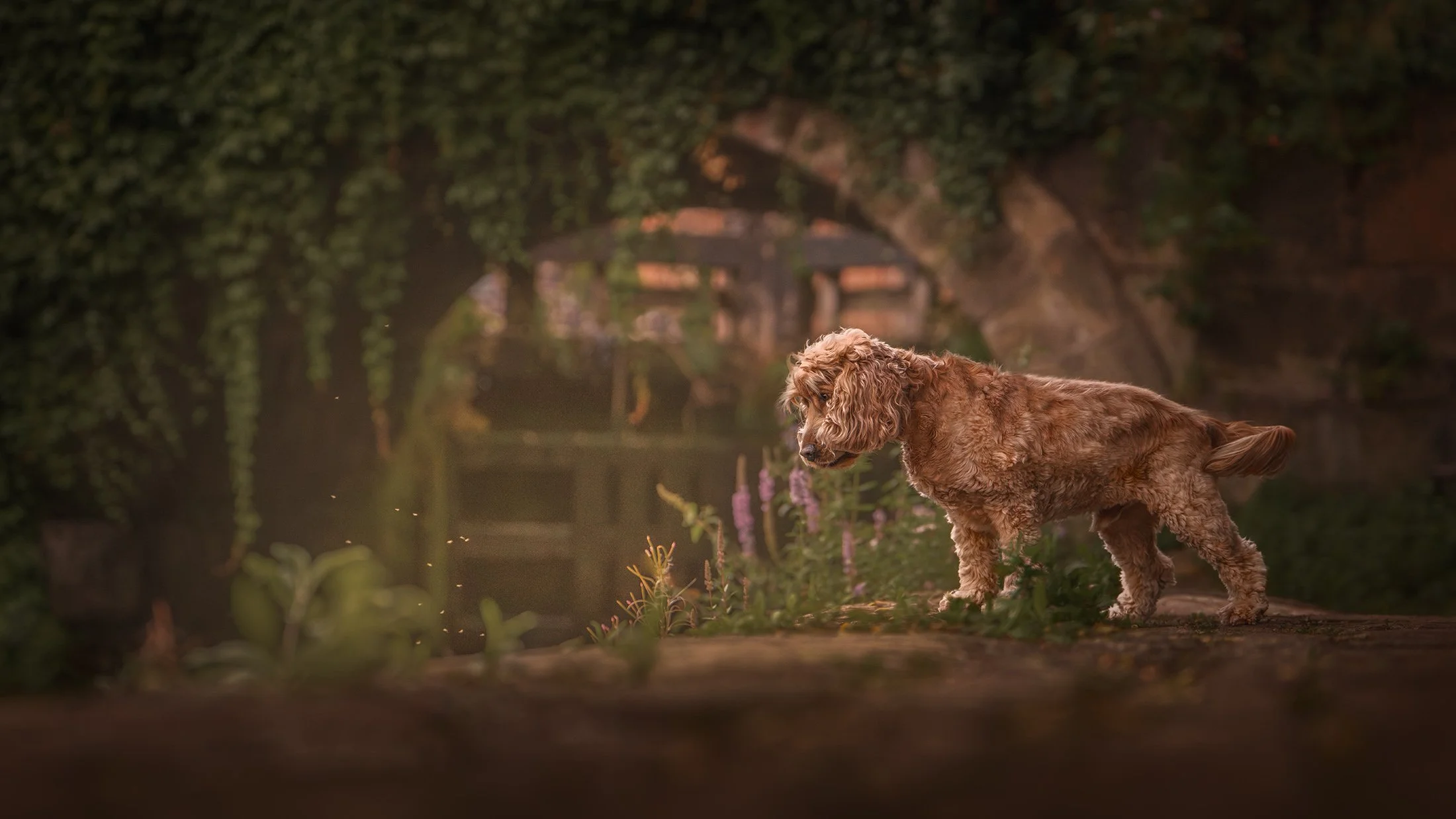A brown, curly-haired dog standing on a stone path near a calm body of water, with a lush green, vine-covered stone bridge in the background, illuminated by soft, warm light.