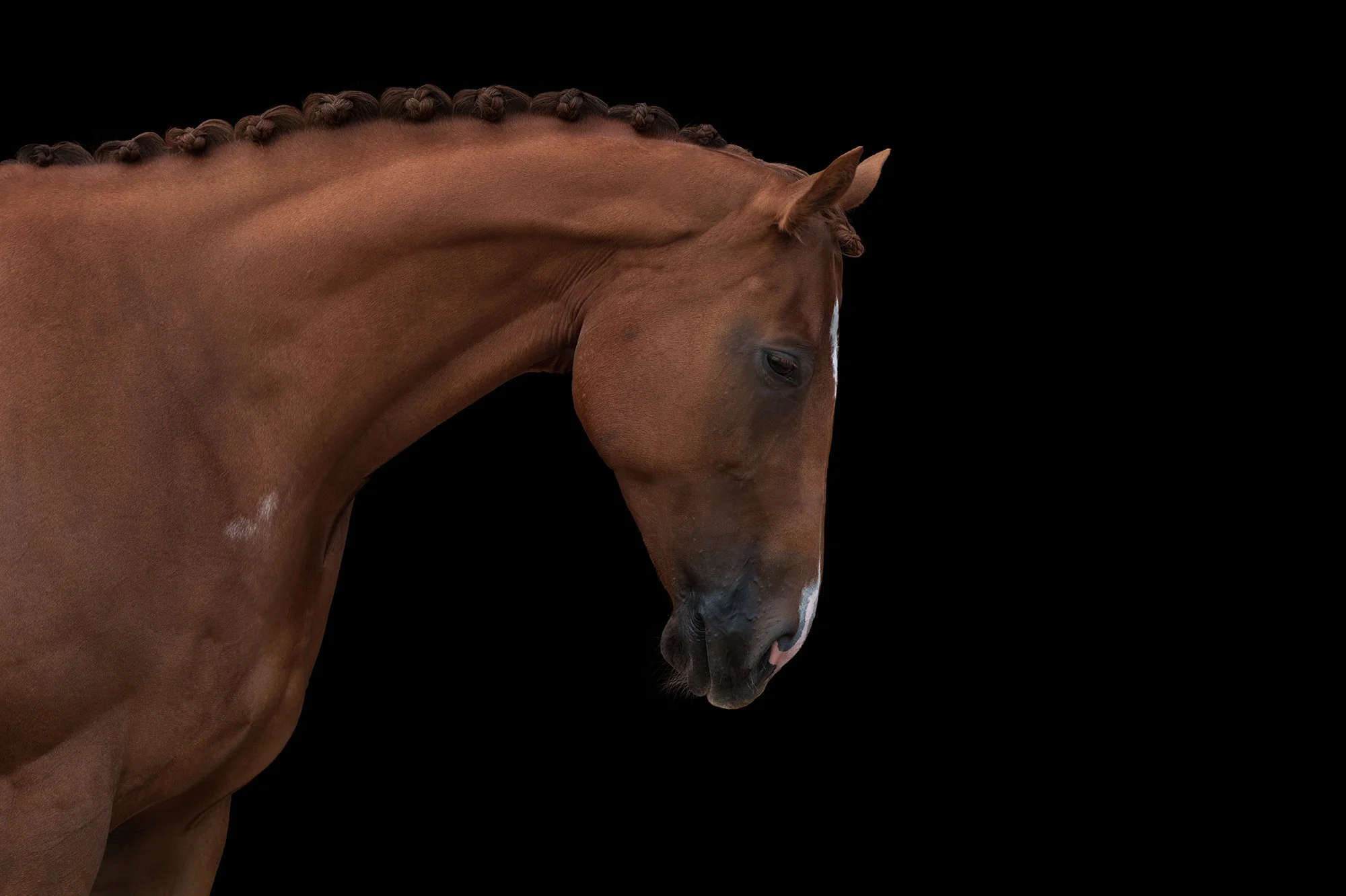 Close-up of a chestnut horse with braided mane against a black background.