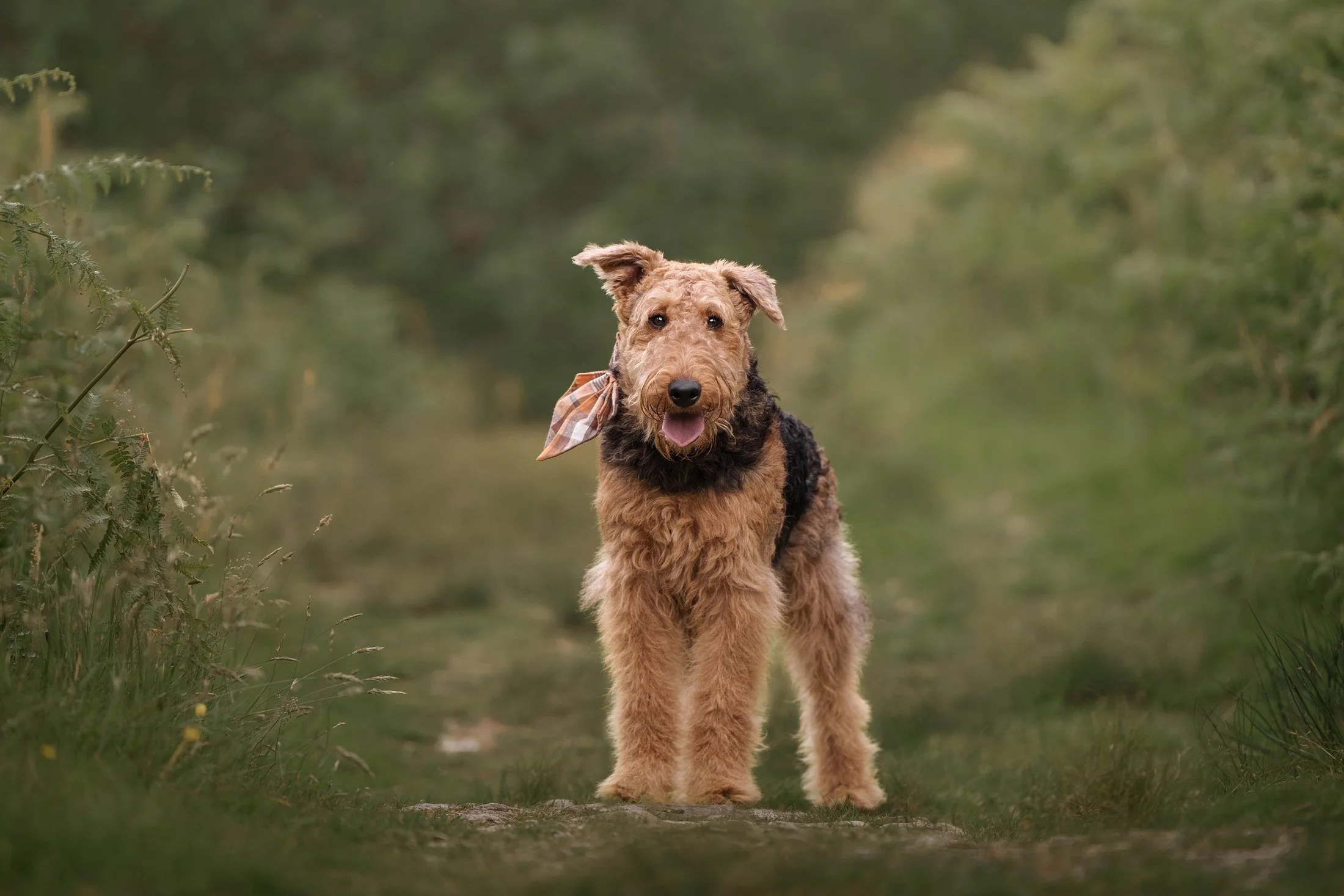 A brown and black dog with a plaid bandana around its neck standing on a grassy path in a lush, green forest, looking directly at the camera with its mouth open.
