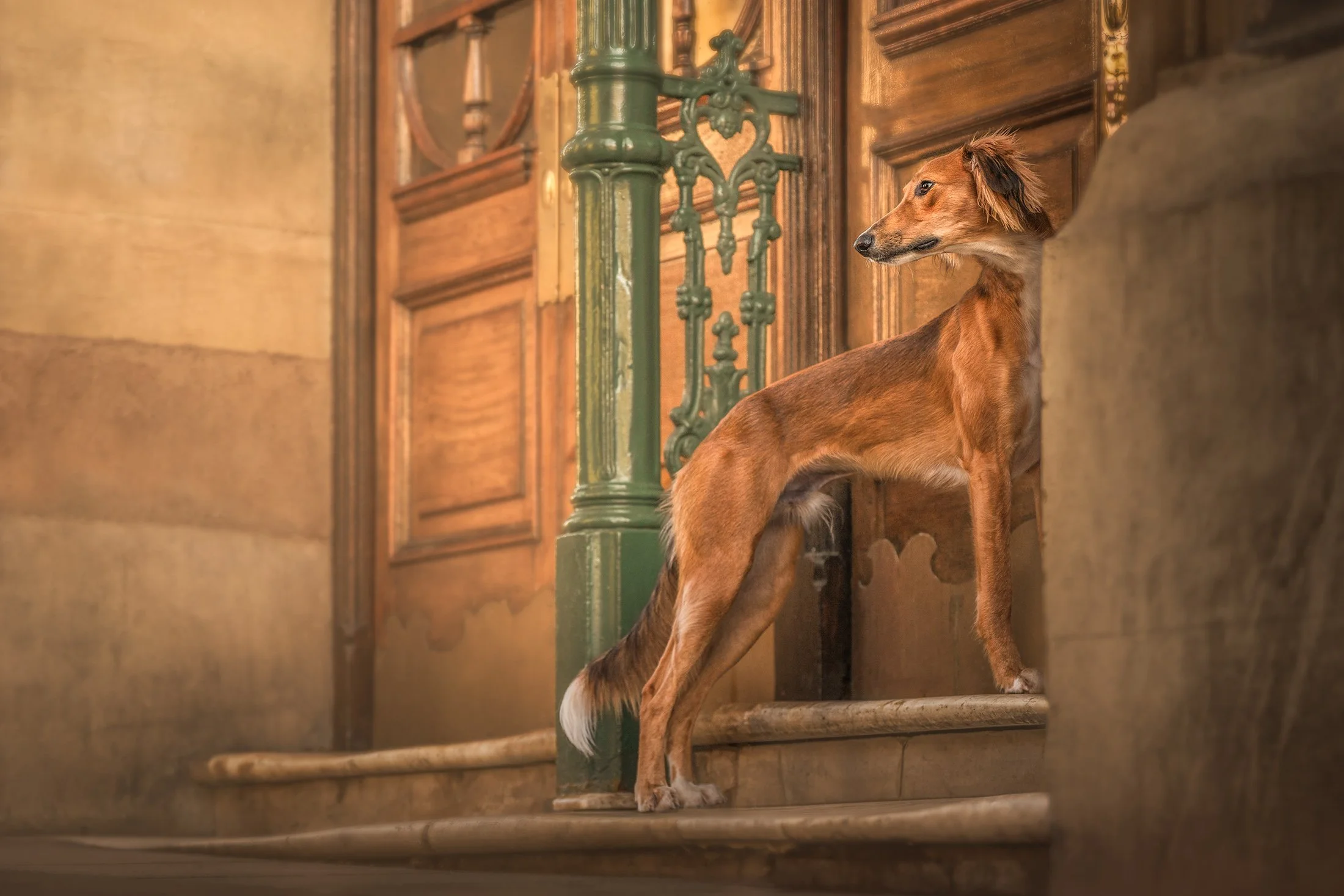 A slender brown dog with long legs standing on stairs, peering around a corner in an indoor setting with wooden panels and green metal railings.