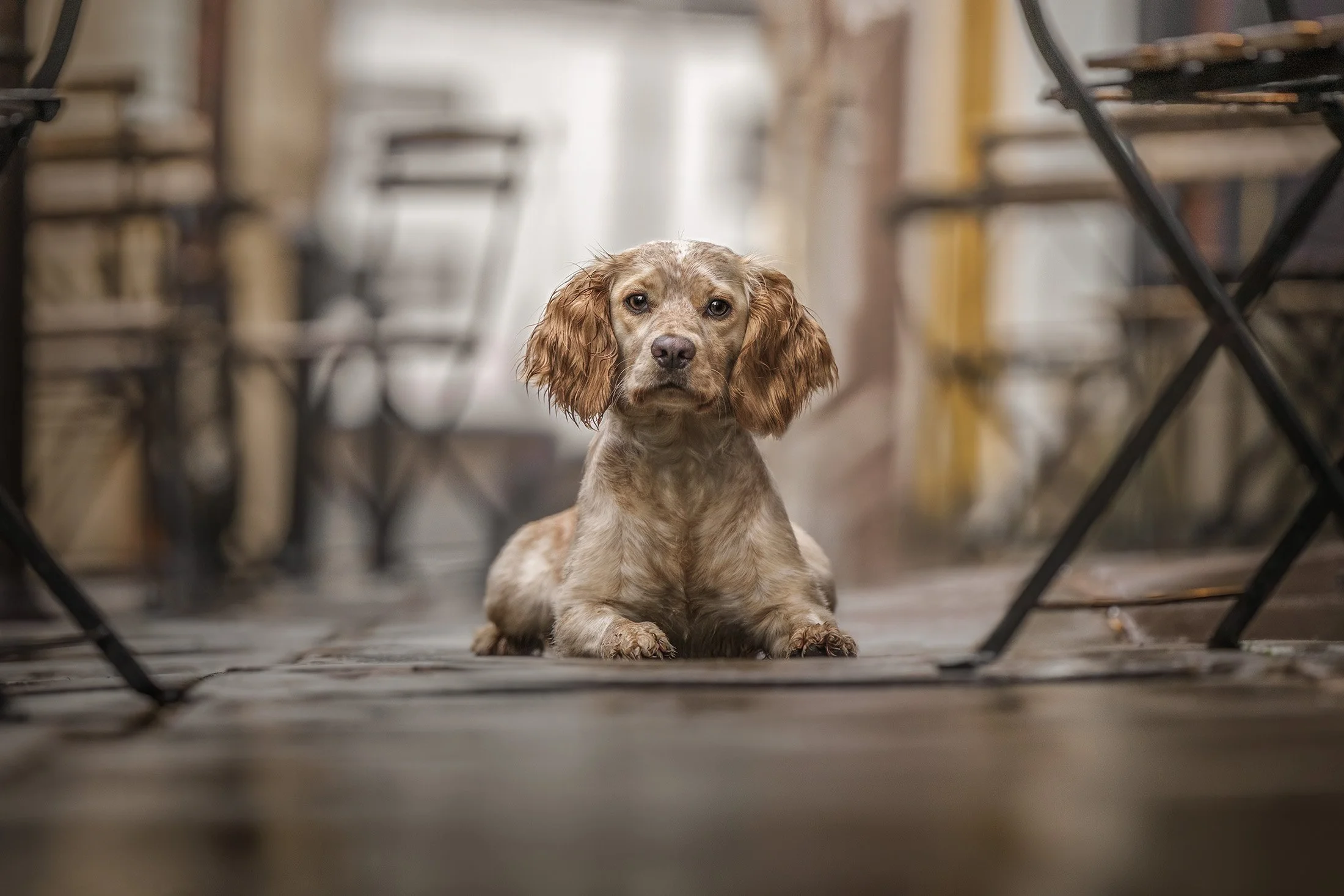 Cute, working cocker spaniel lying on a wooden floor between black metal chairs in a cozy, rustic exterior.