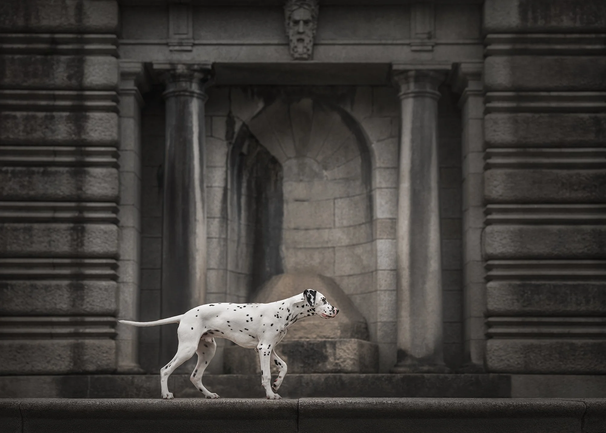A Dalmatian dog walking in front of a stone structure with columns and a water fountain.