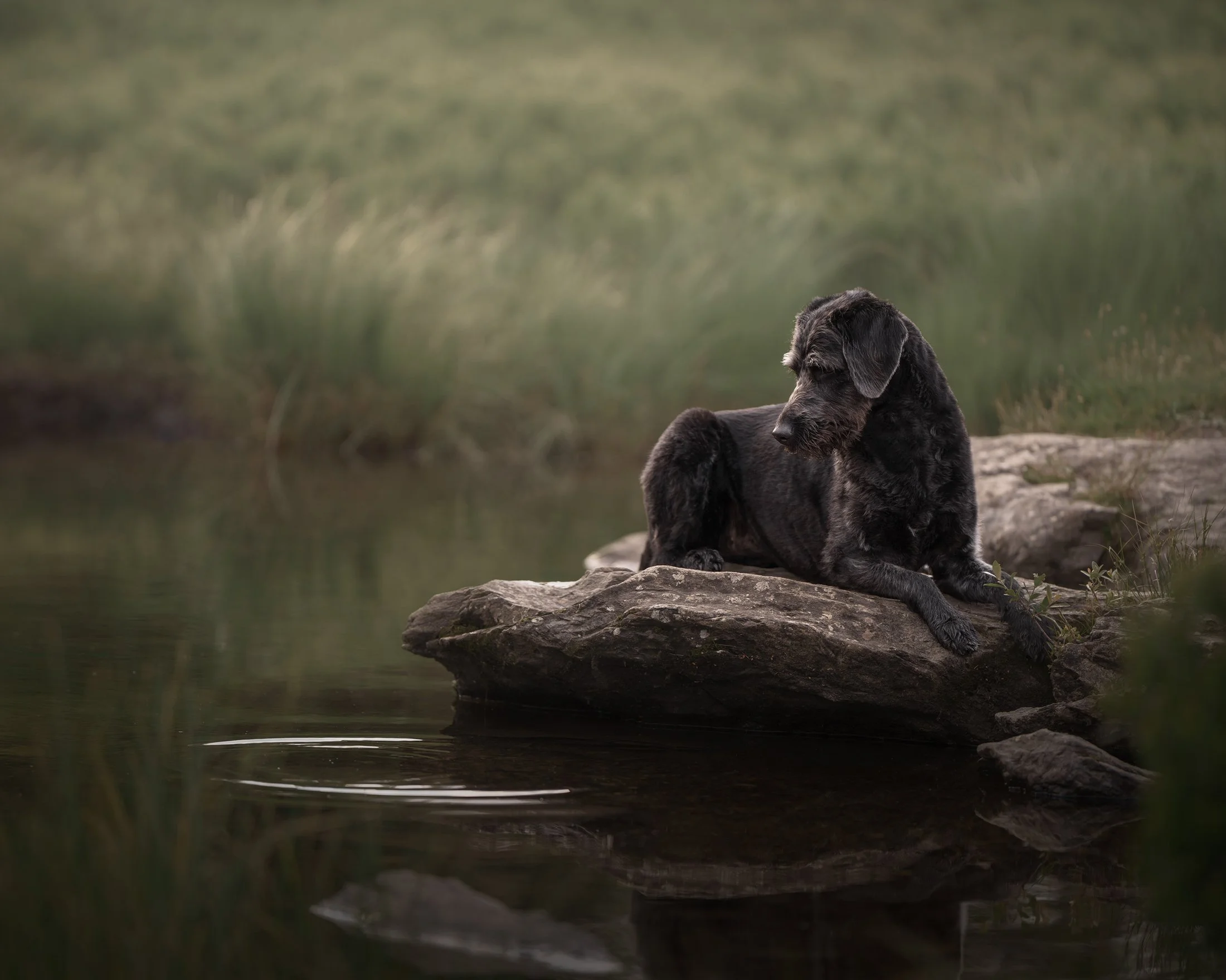 A black dog with a shiny coat resting on a large rock by a calm body of water, with tall green grass and a blurred forest background.