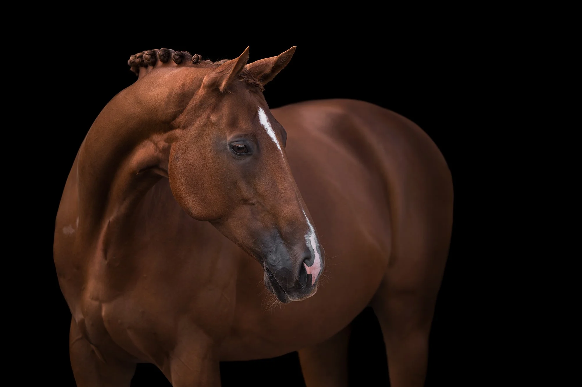 A chestnut mare with a white stripe on its face, standing against a black background.