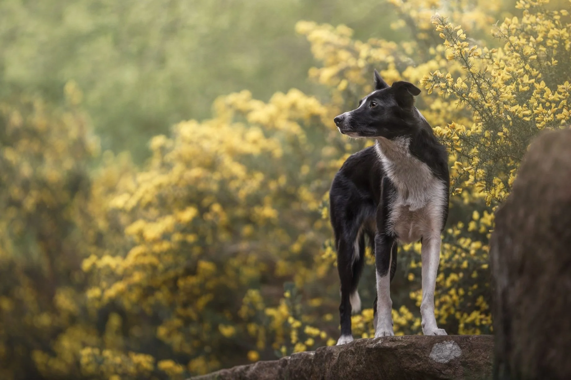 A black and white dog standing on a rock amid yellow flowering bushes, looking to the right.