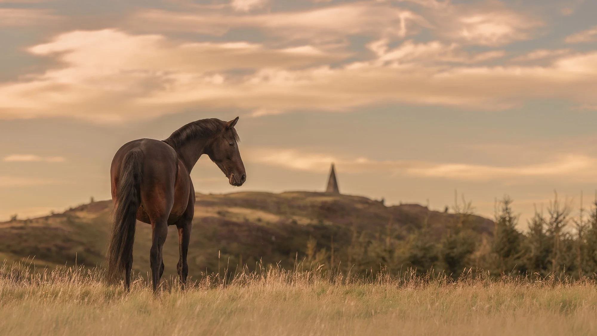 A brown horse standing in a grassy field during sunset, with rolling hills and a monument or tower in the background under a partly cloudy sky.