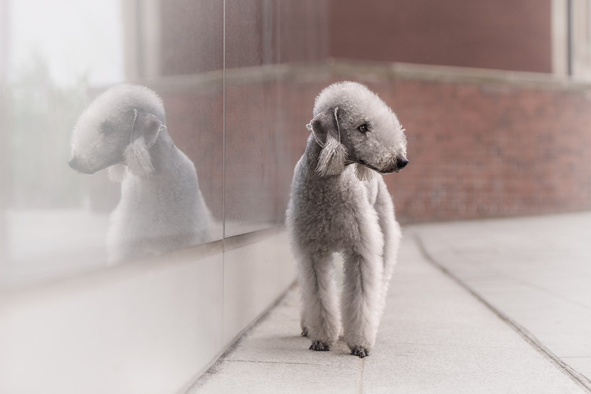 A bedlington terrier standing on a tiled floor next to a glass window, with its reflection visible on the glass.