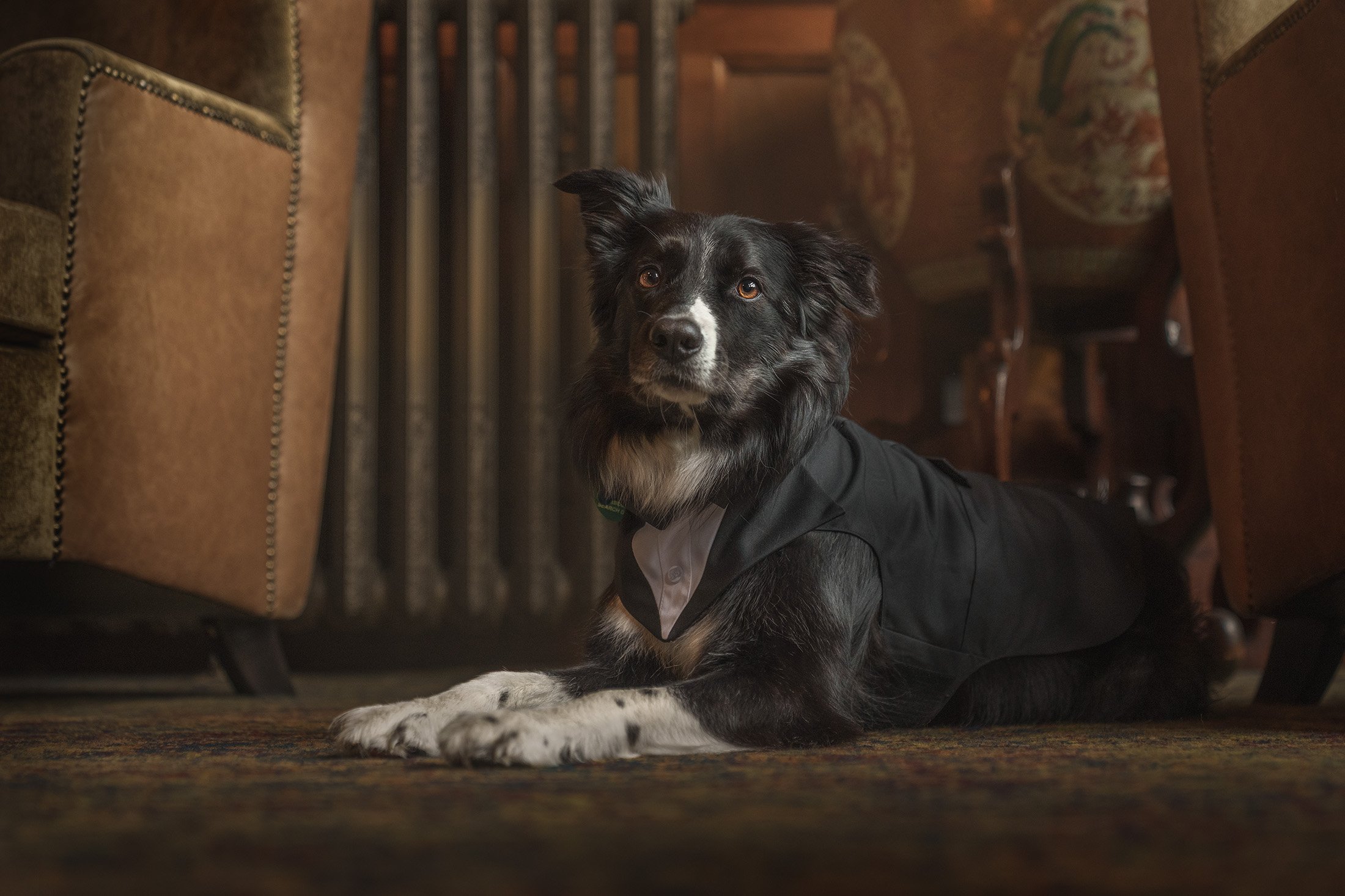 A black and white dog lying on a patterned rug inside a room with wooden furniture and a textured wall.