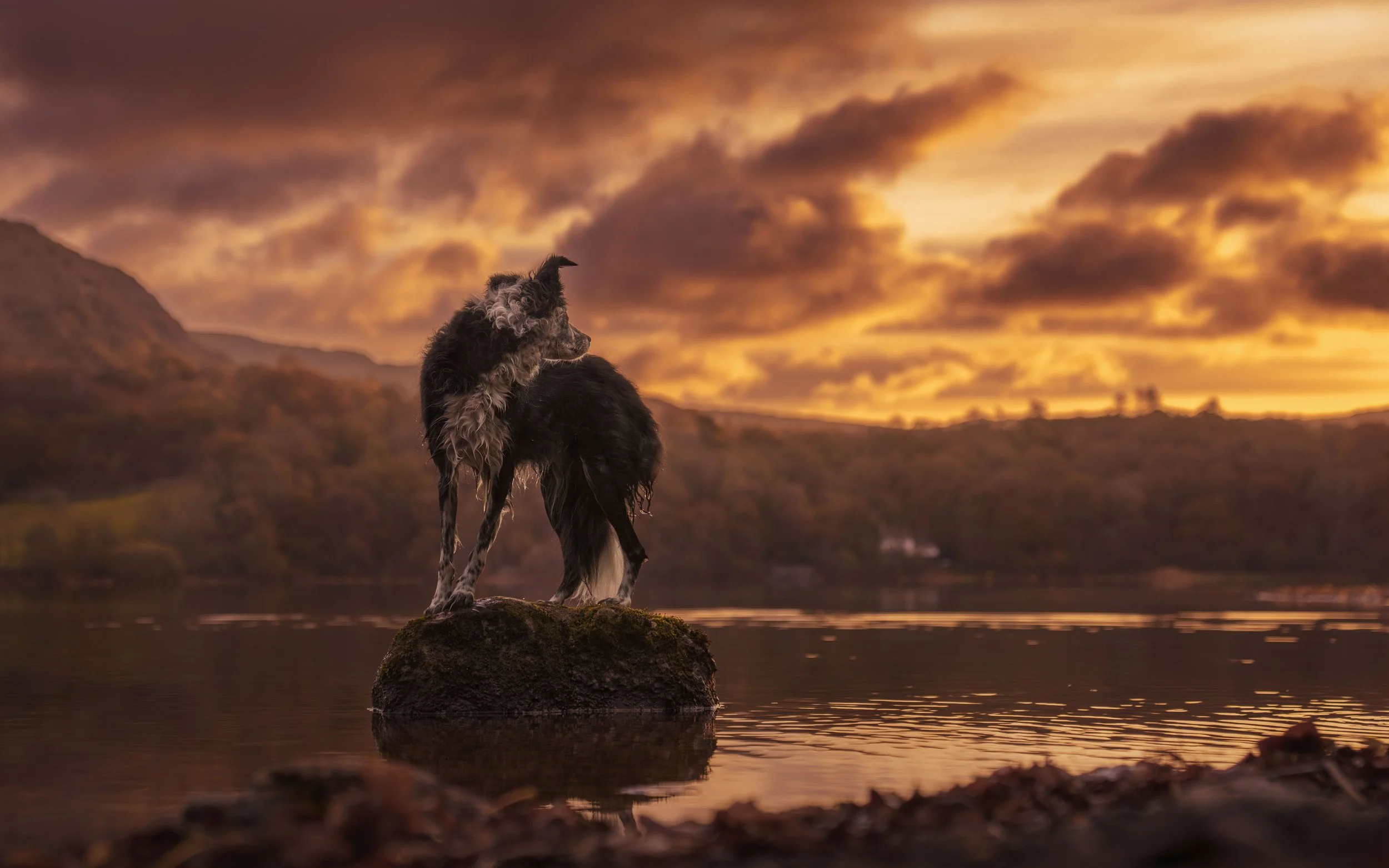A dog standing on a rock in a calm body of water at sunset, with a dramatic orange sky and distant hills in the background.