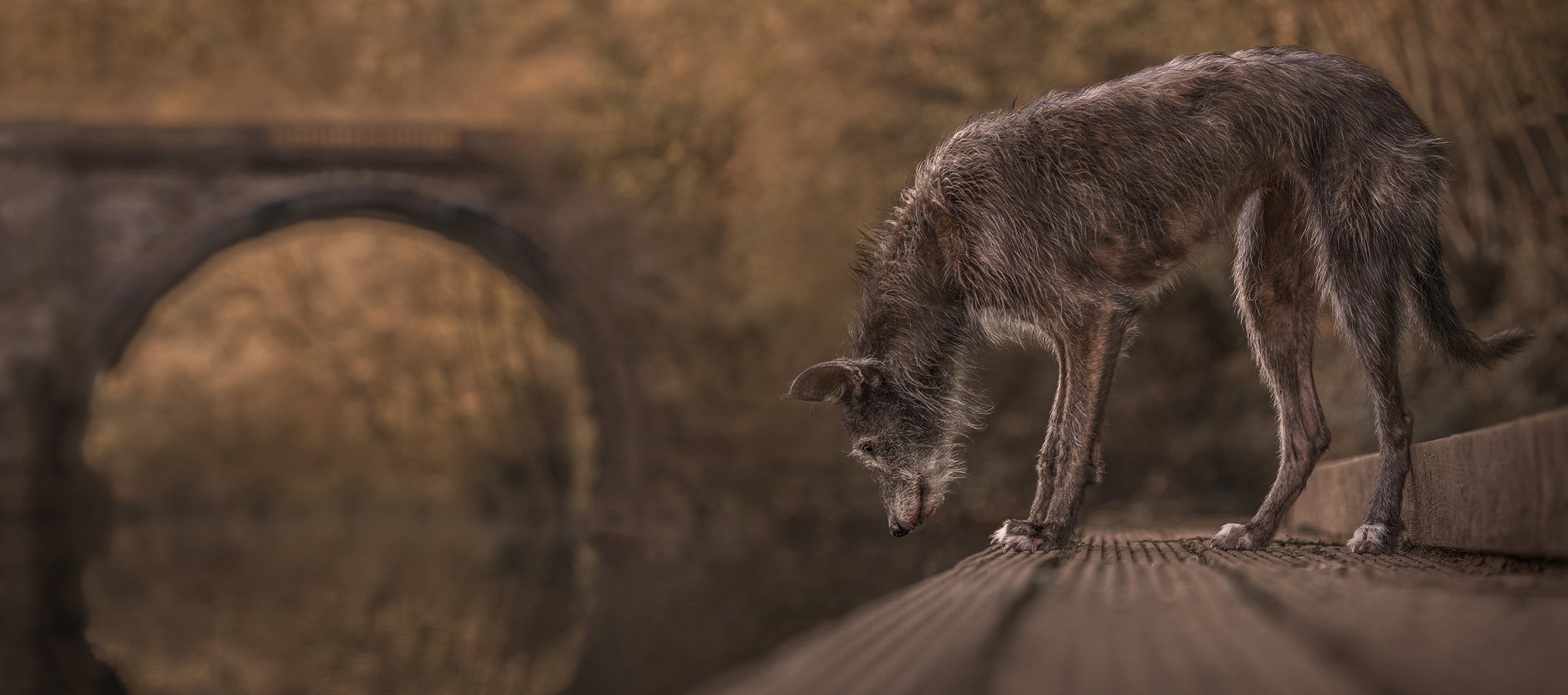 A scruffy, dark-colored dog standing on a wooden surface, looking down, with a blurred stone bridge in the background.