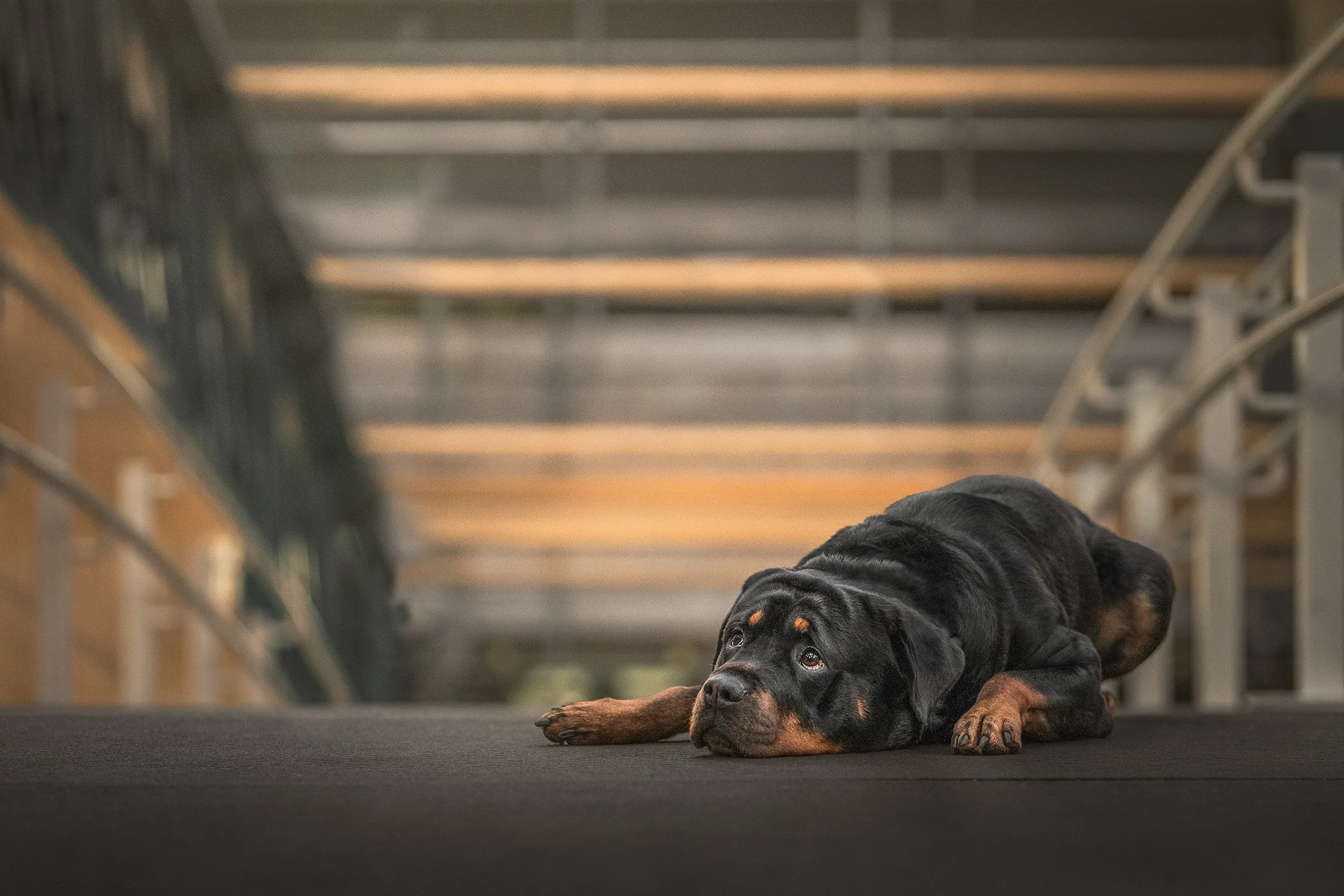 A Rottweiler puppy lying on a black surface, resting its head and front paws, with a blurred background of a bridge or walkway with wooden and metal components.