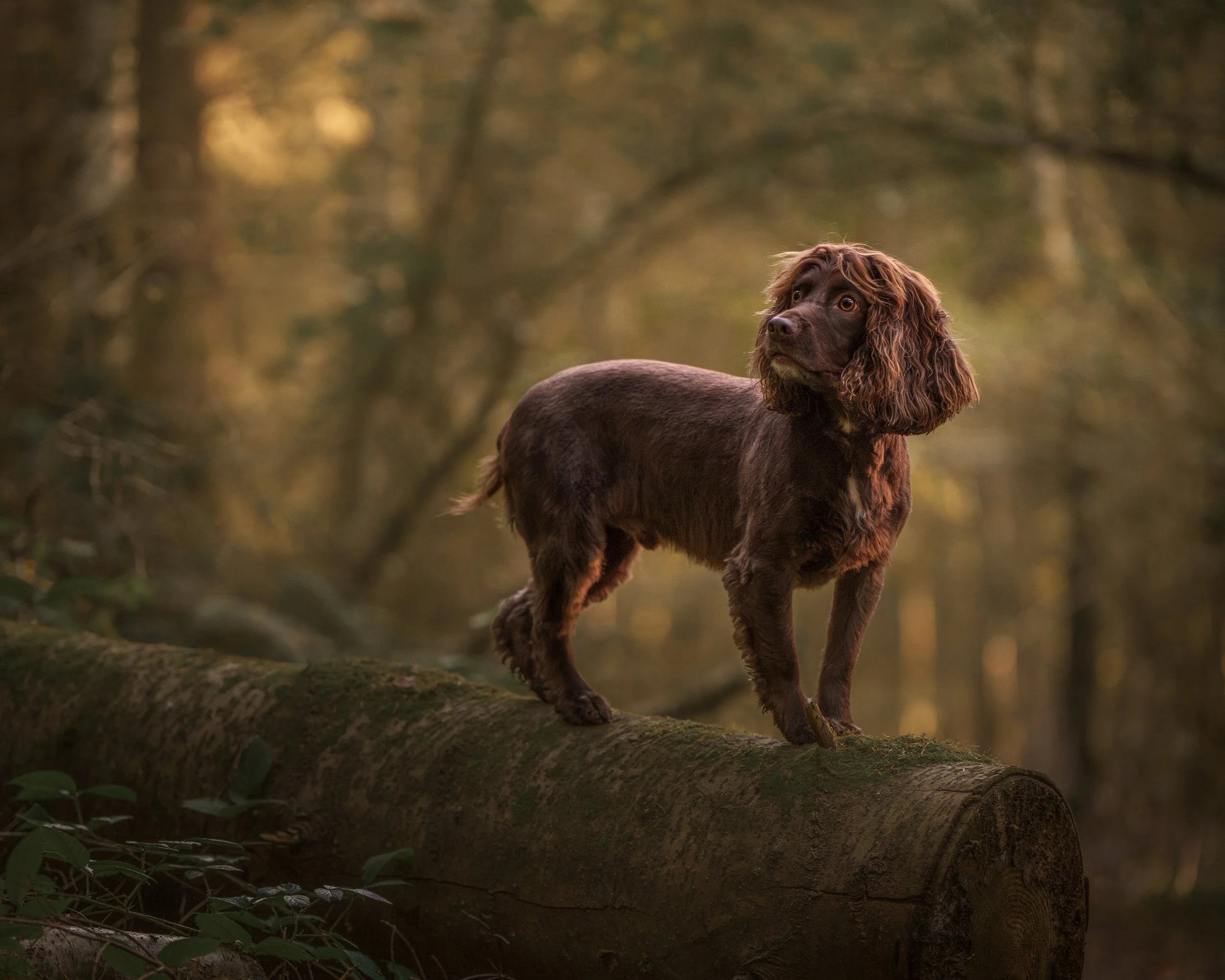 A brown dog with long ears and expressive eyes standing on a fallen log in a forest during sunset.