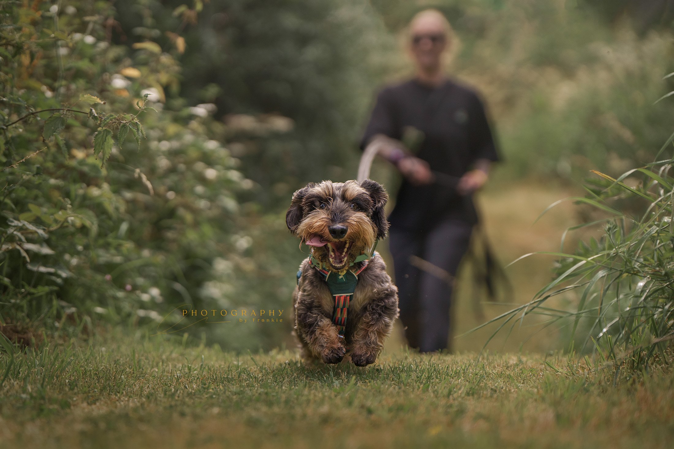 Wire haired dachshund mantrailing in Cumbria photographed by Frankie Adamson