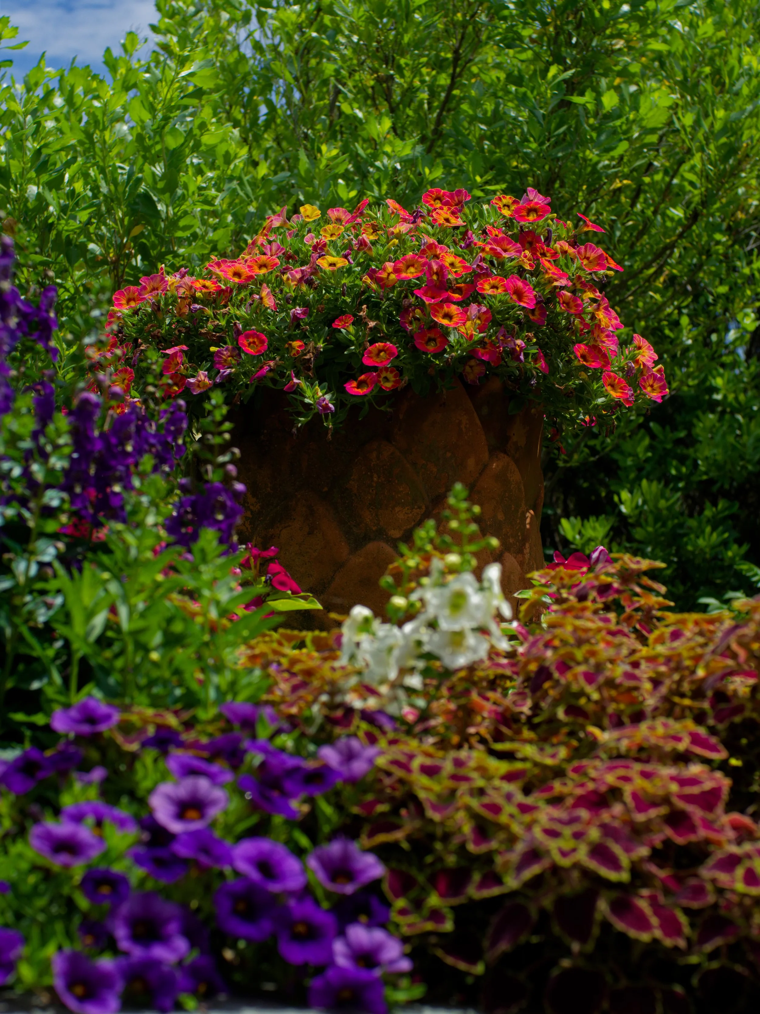 Colorful flowering plants in a garden with pink, purple, white, and green foliage, and a large pot with pink flowers.