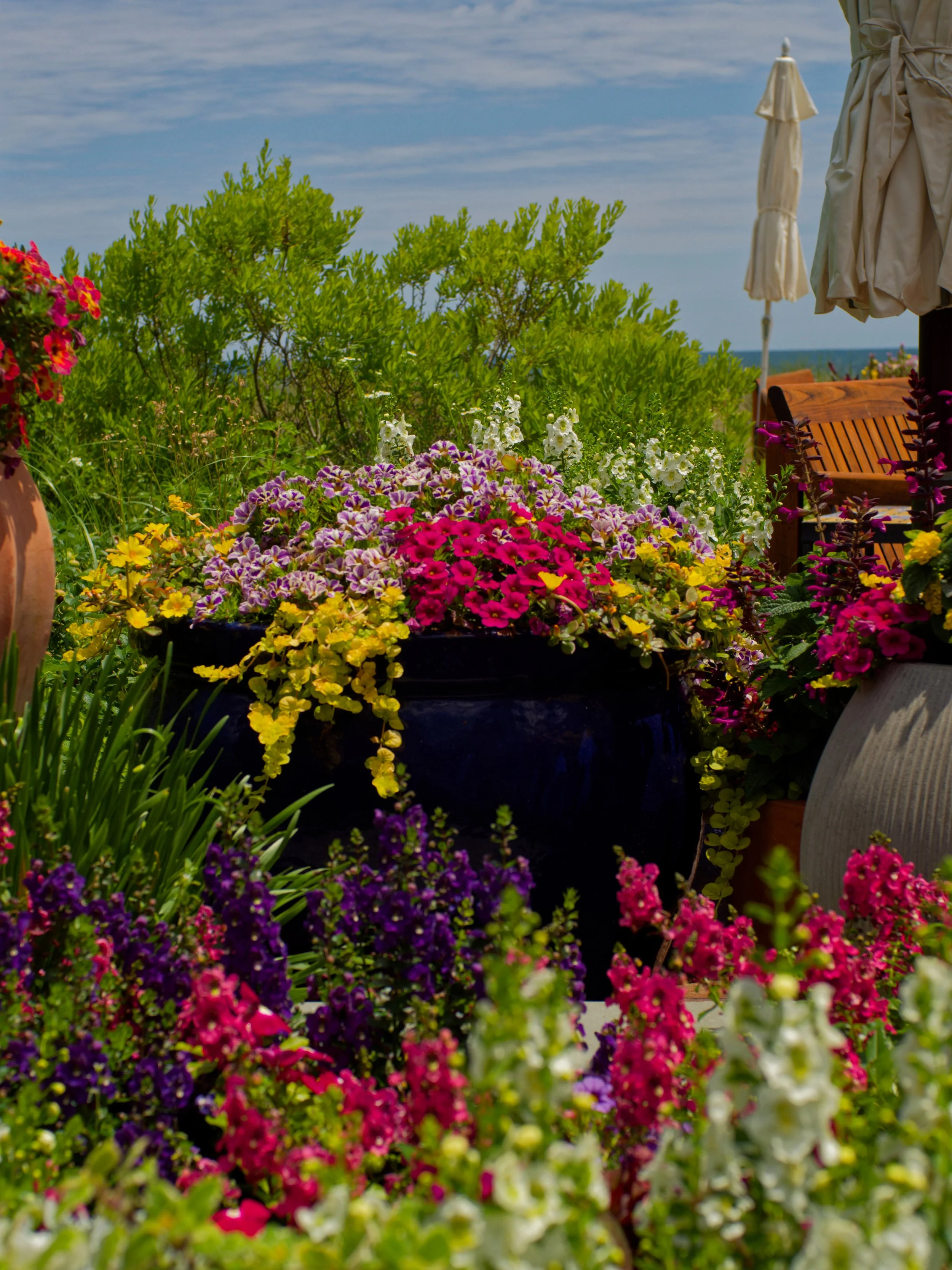 Colorful flowers in pots and garden in a sunny outdoor setting with a blue sky and partial view of a patio umbrella and outdoor furniture