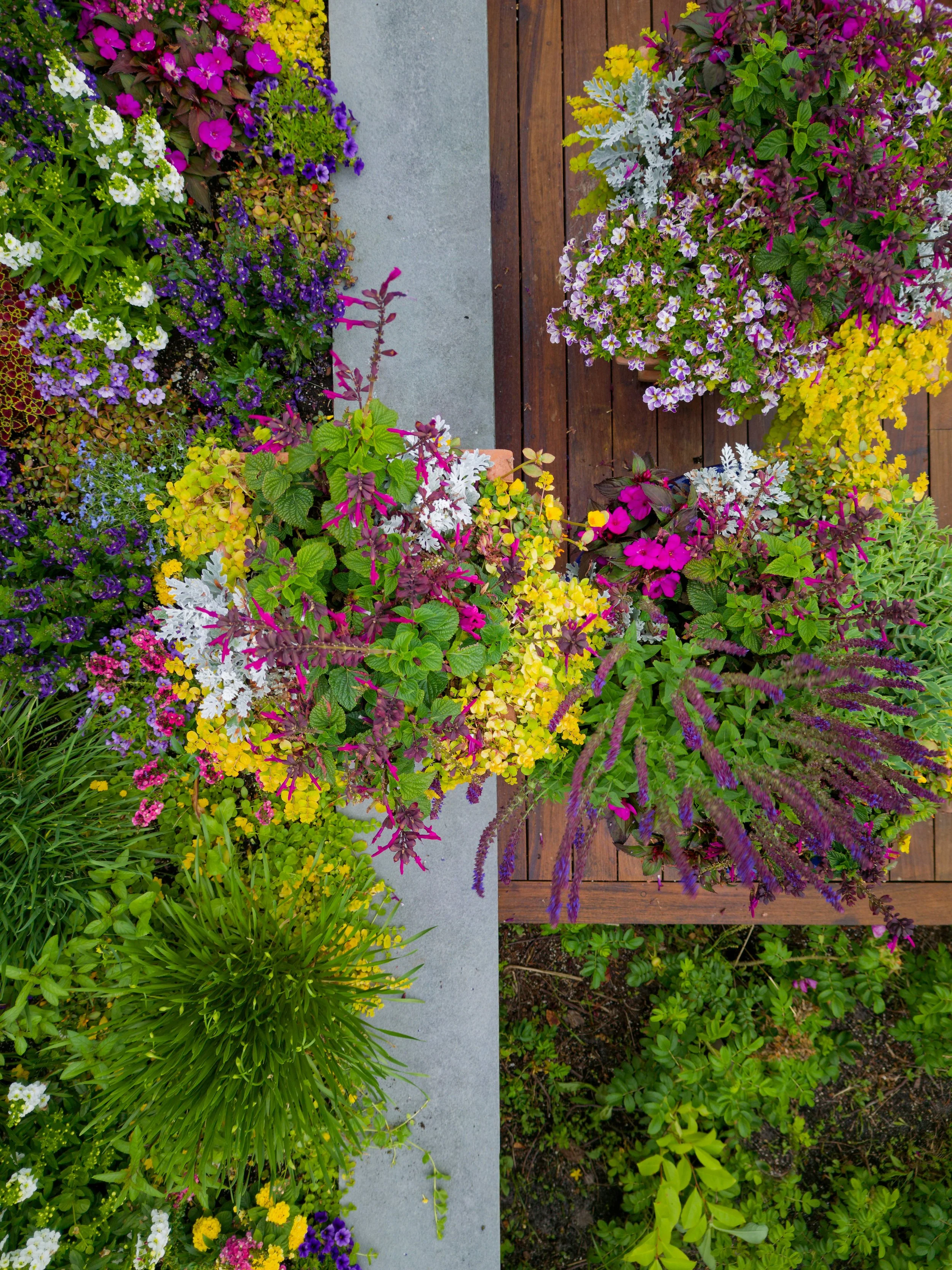 Colorful flower arrangement including purple, yellow, pink, white, and green plants next to a wooden deck and concrete pathway.