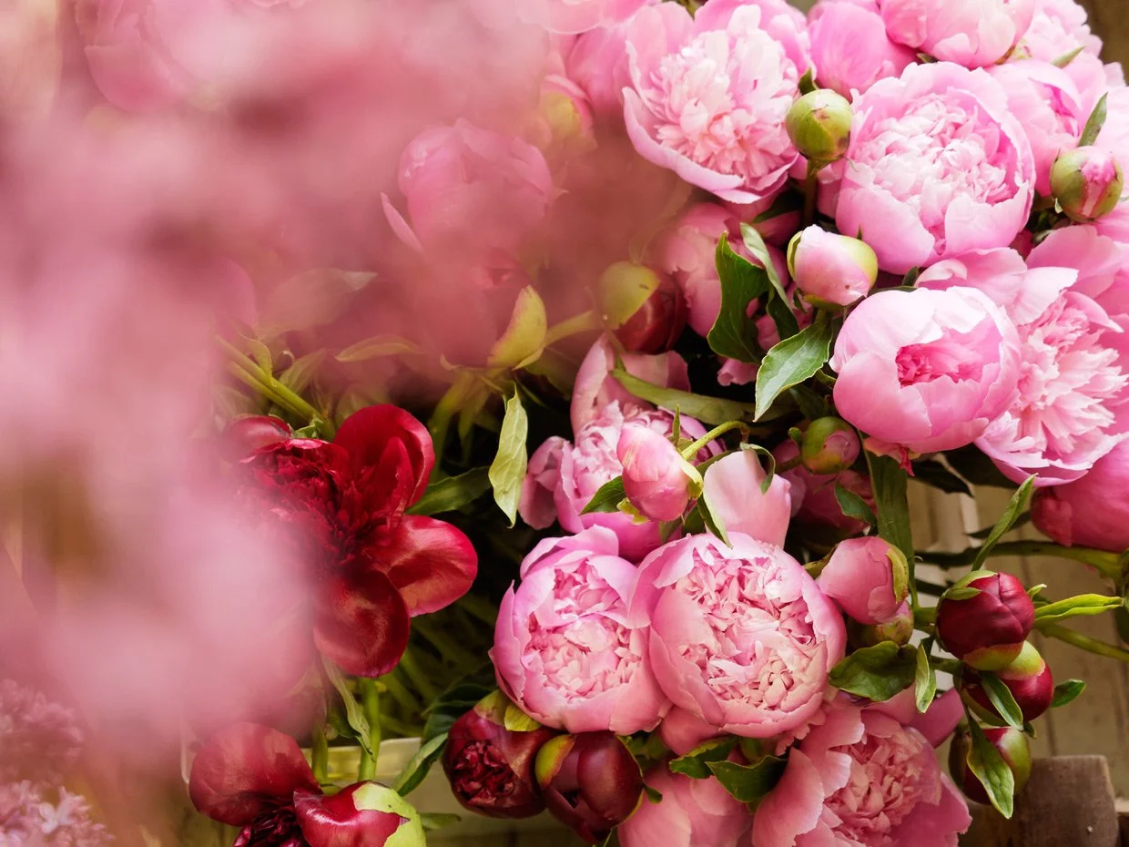 Close-up of pink peony flowers with green leaves, some buds, and a few dark red flowers in the mix.