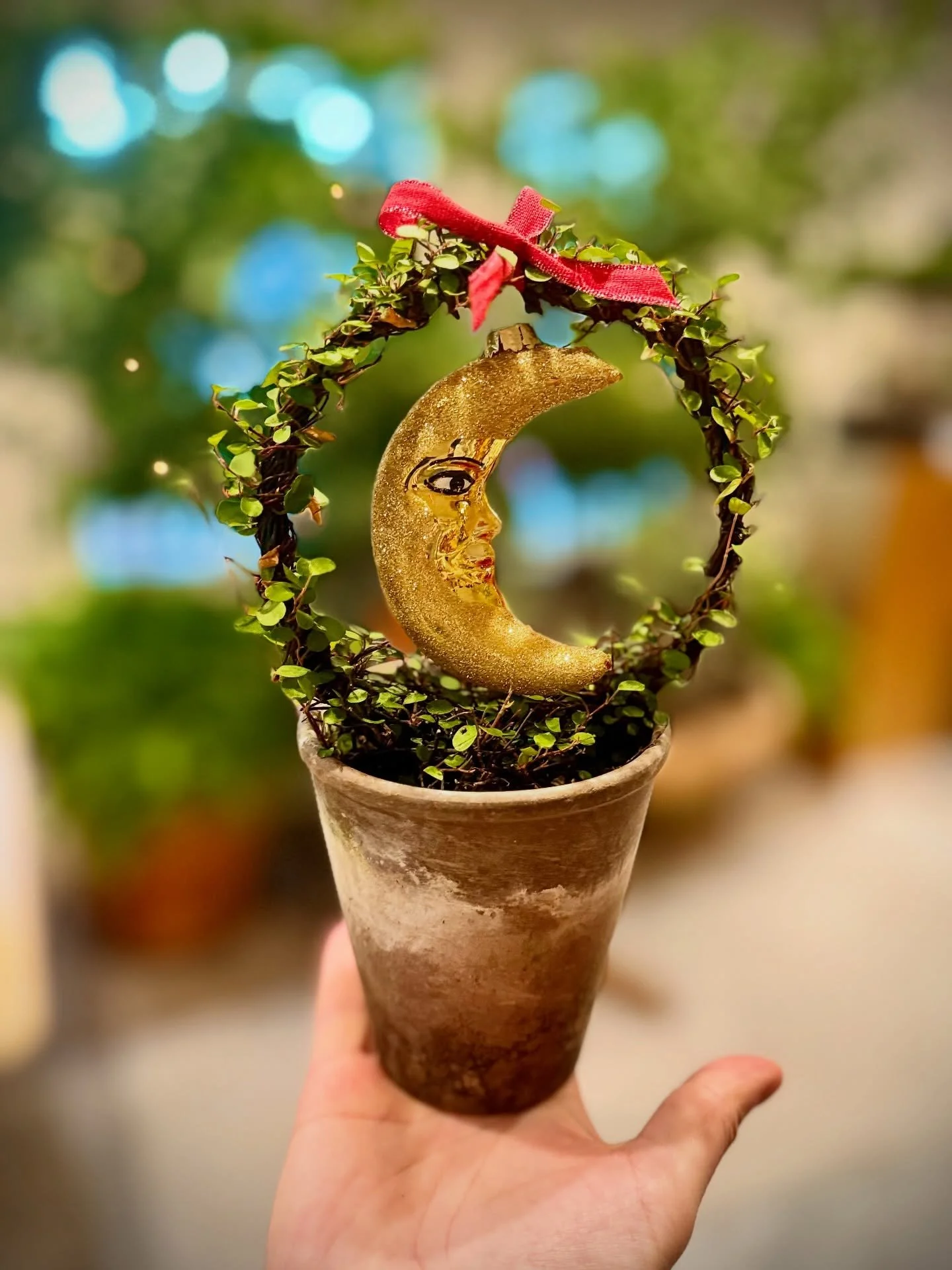 Garden miracles. 🌙 
__
#jerryrose #jerryrosehomeandgarden #holiday2025