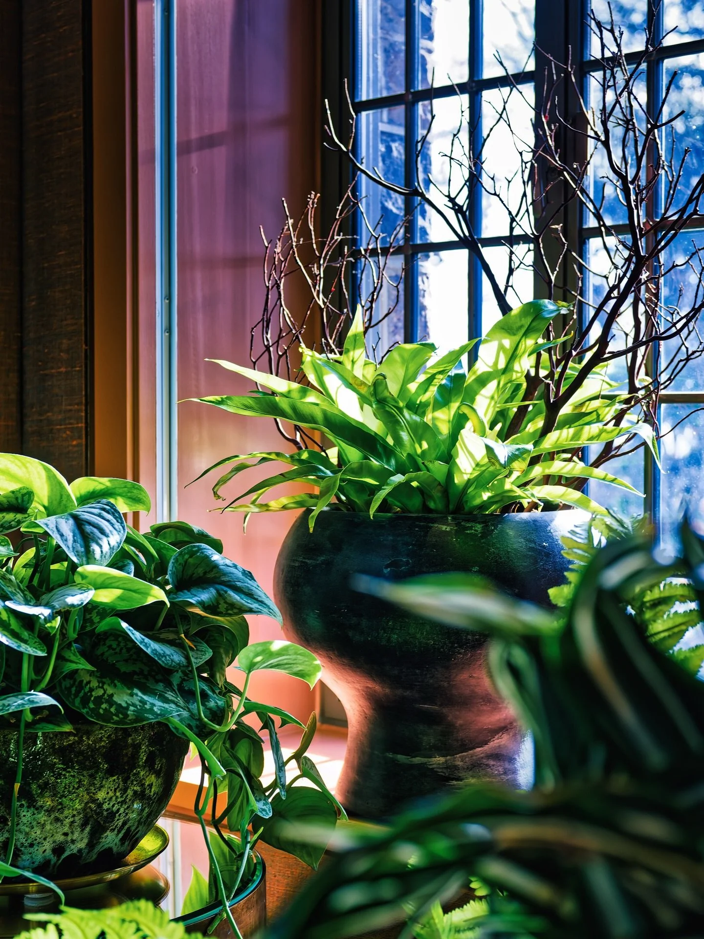 A little reminder that even in winter, there&rsquo;s quiet growth.
__
Photos: @simoudis
#jerryrose #jerryrosejomeandgarden #teamjerryrose #indoorgardeningforbeginners