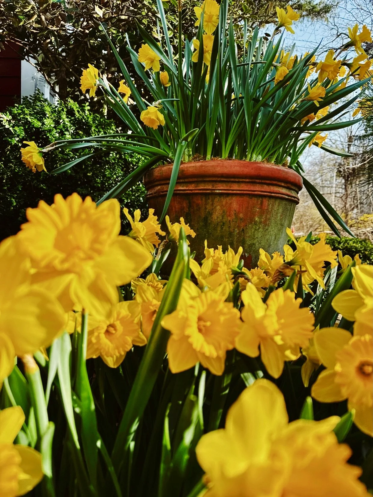 Let the sunshine do its thing and bloom!
__
Photos: @simoudis
#jerryrose #jerryrosehomeandgarden #springplanting