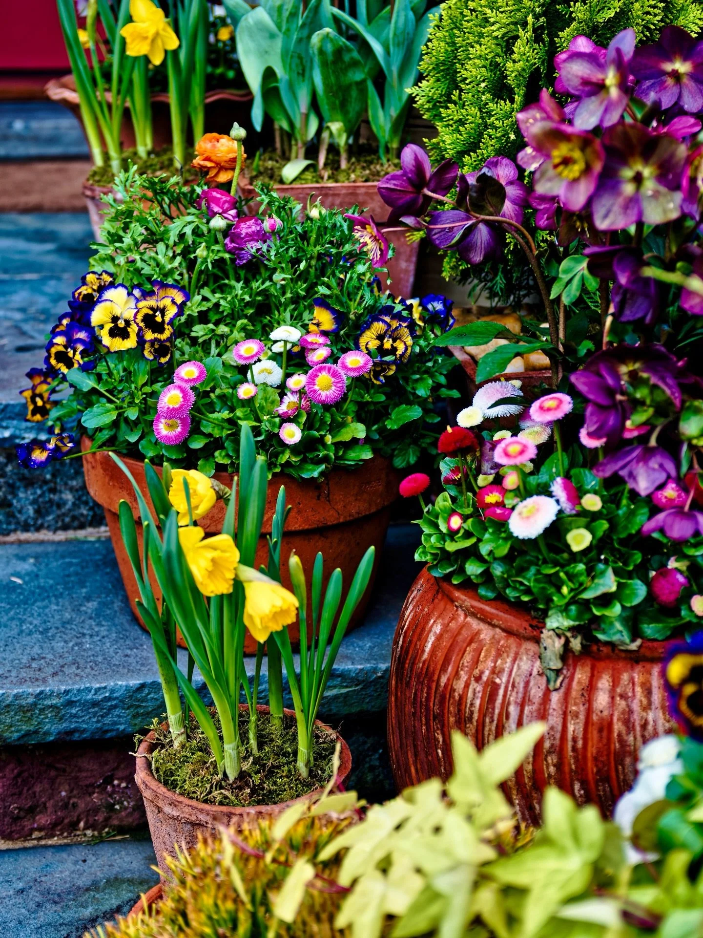 Spring speaks in color. 
__
Photos: @simoudis
#jerryrose #jerryrosehomeandgarden #springplanting