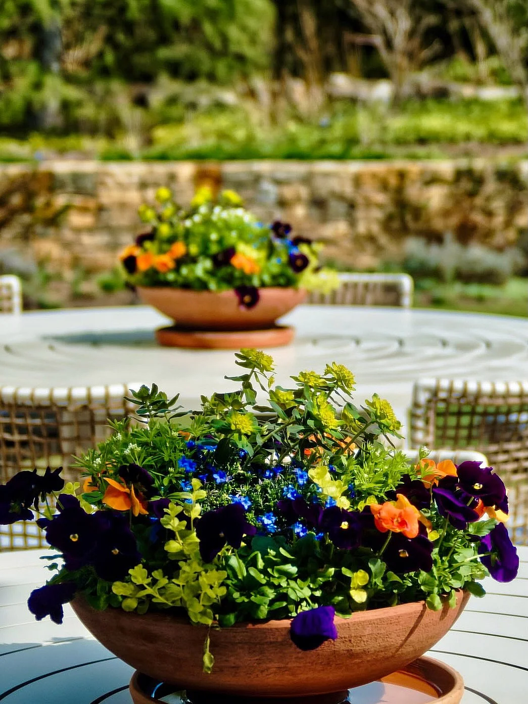 Bold color, brought to the table. 
__
Photos: @simoudis
#jerryrose #jerryrosehomeandgarden #containerplanting