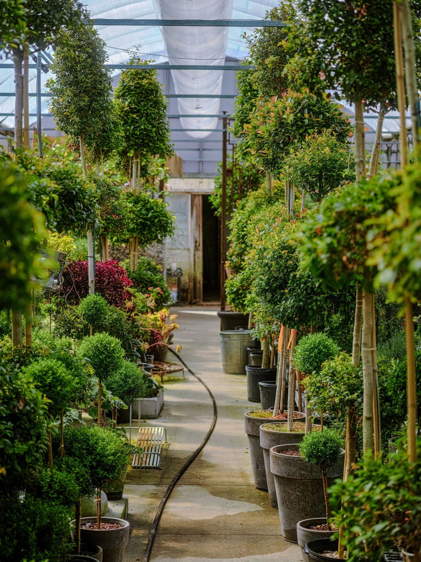Spending the day with Ken Selody and Queen Margaret, the masters of topiaries, at @atlockfarm. 
__
Photos: @simoudis 
#jerryrose #jerryrosehomeandgarden #springplanting