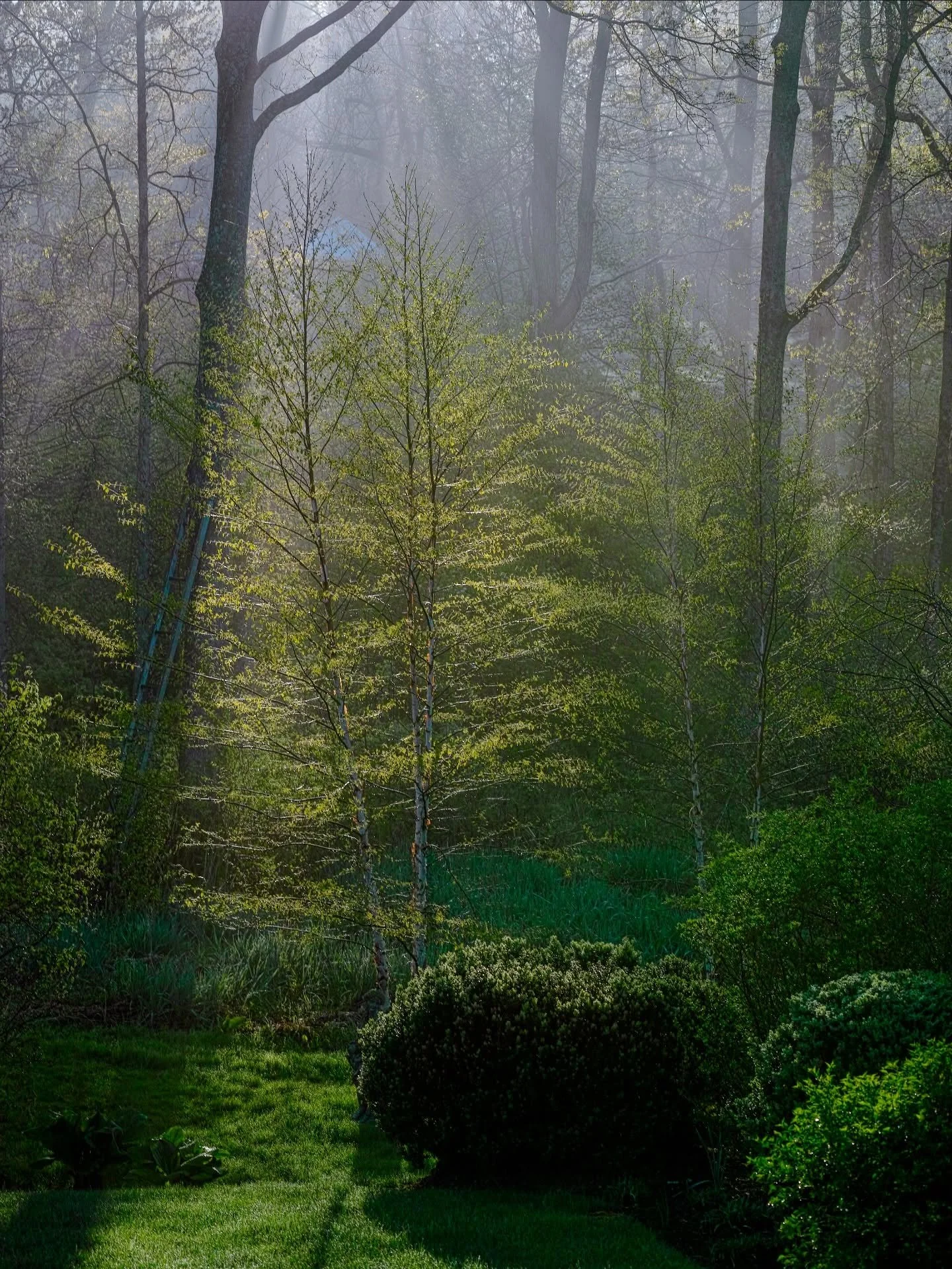 Morning in our home and garden. 
__
Photos: @simoudis 
#jerryrose #jerryrosehomeandgarden #spring