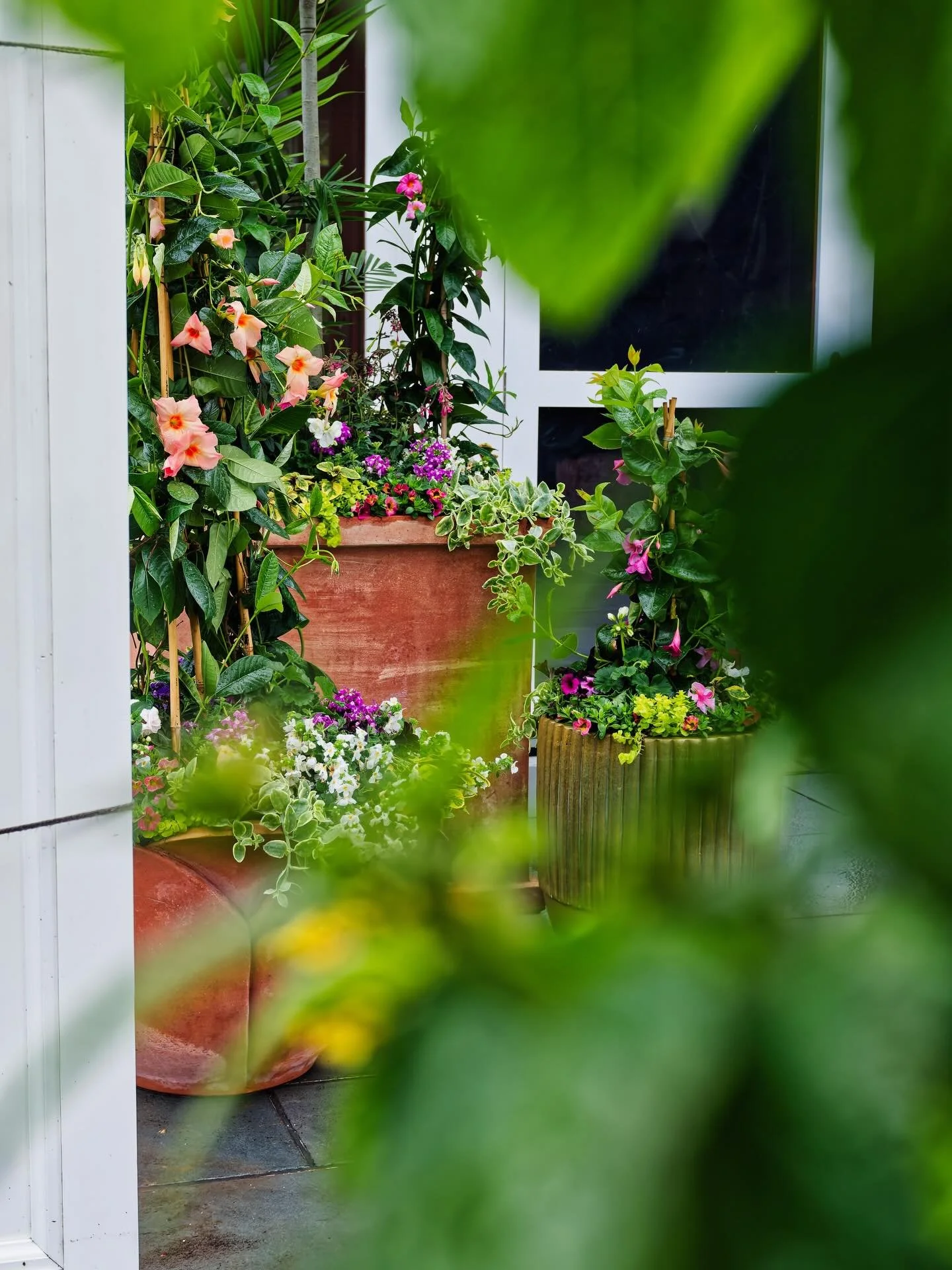 A little more garden than decoration: Spring / Summer planting in the Hamptons. 
__
Photos: @simoudis
#jerryrose #jerryrosehomeandgarden #teamjerryrose